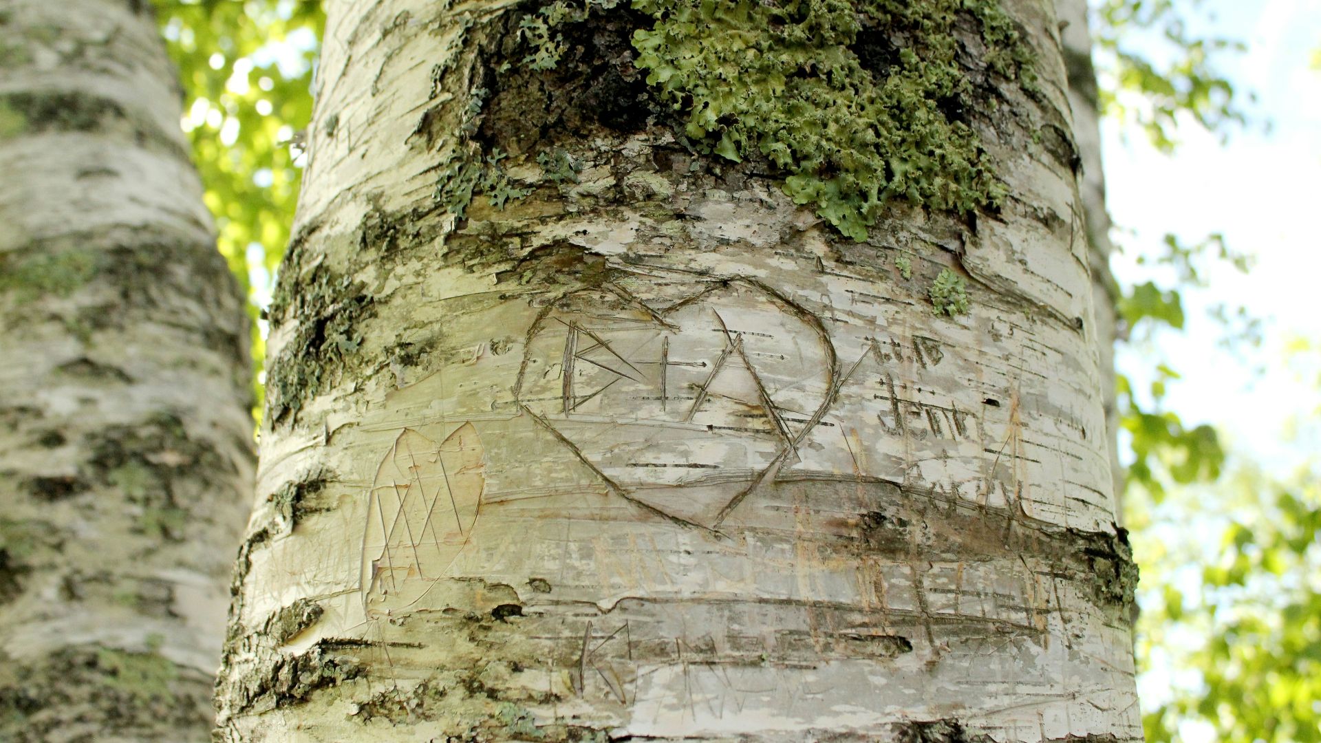 a tree with a drawing on it