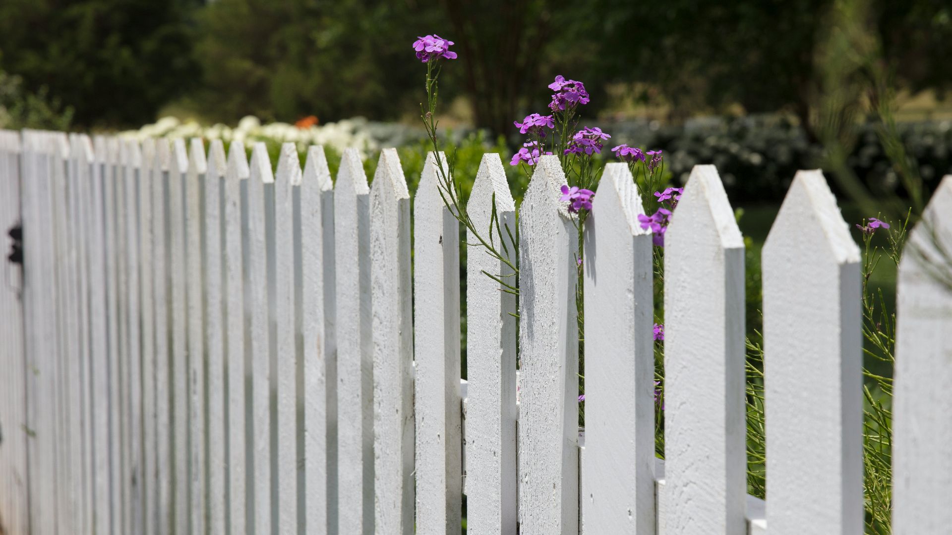 pink petaled flowers blooms near fence