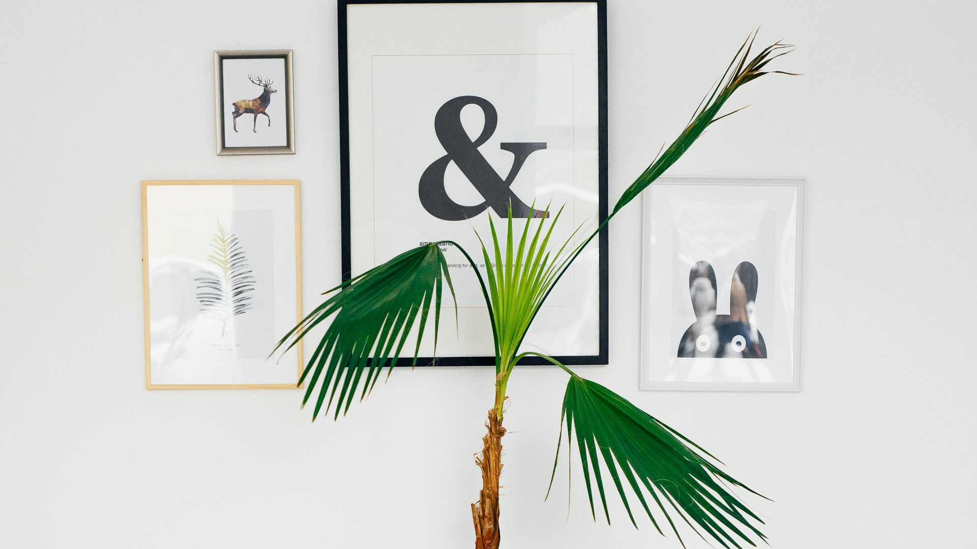 green linear leafed plant on white pot