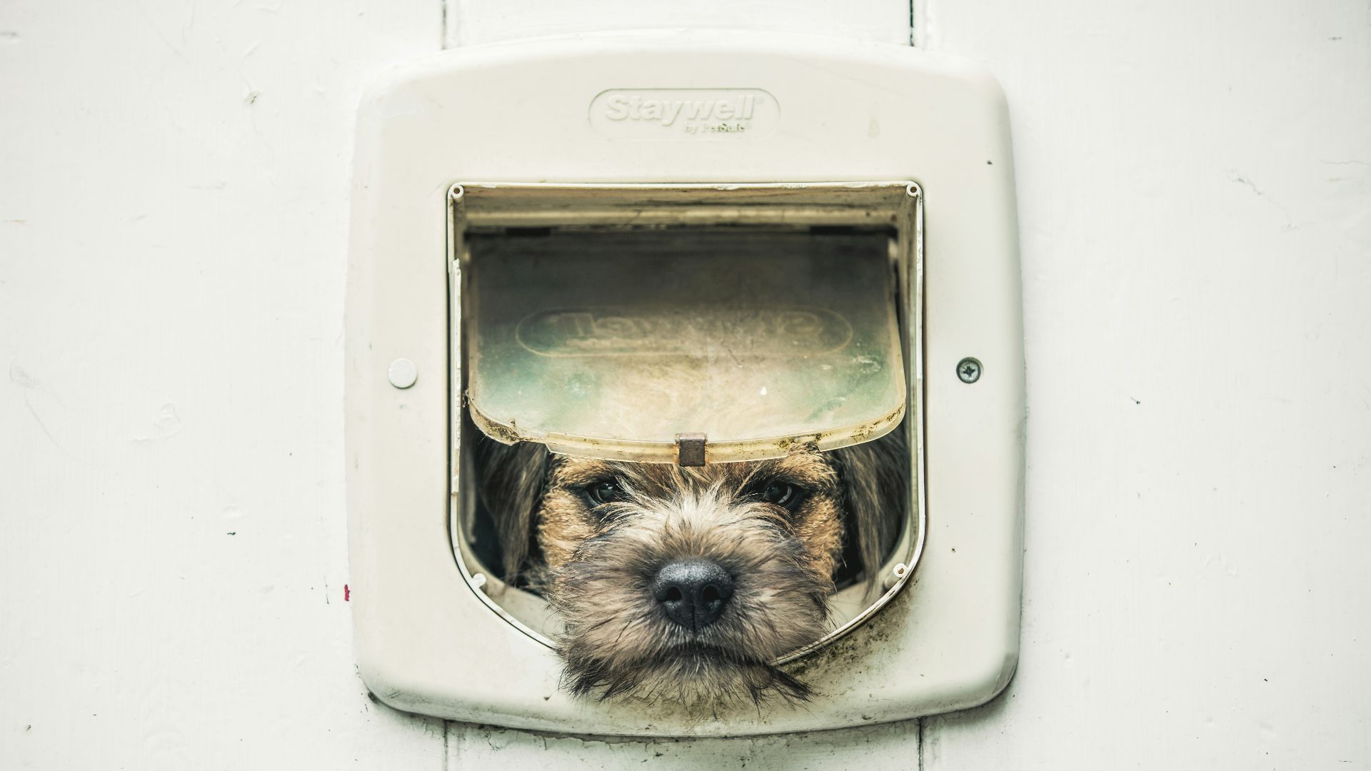 brown and black long coated small sized dog in white box