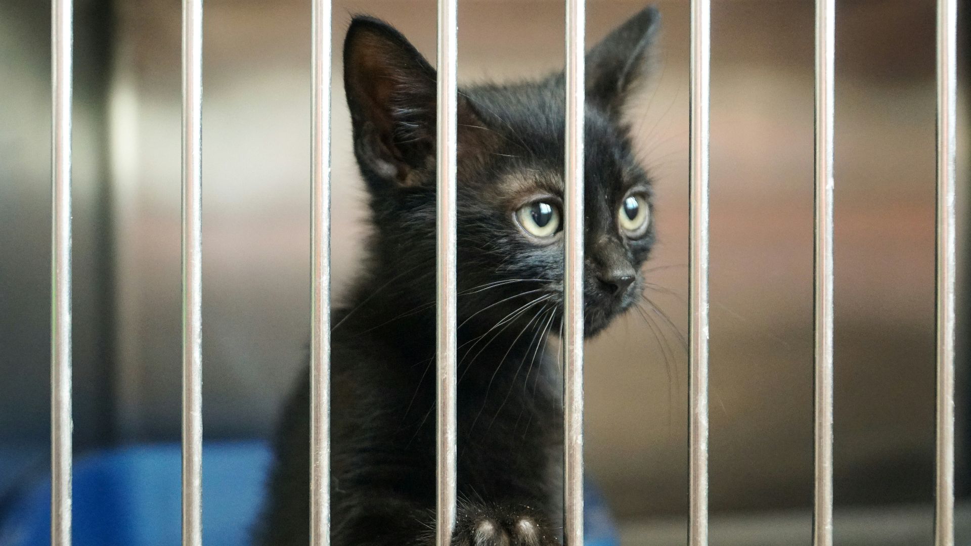 shallow focus photography of black kitten
