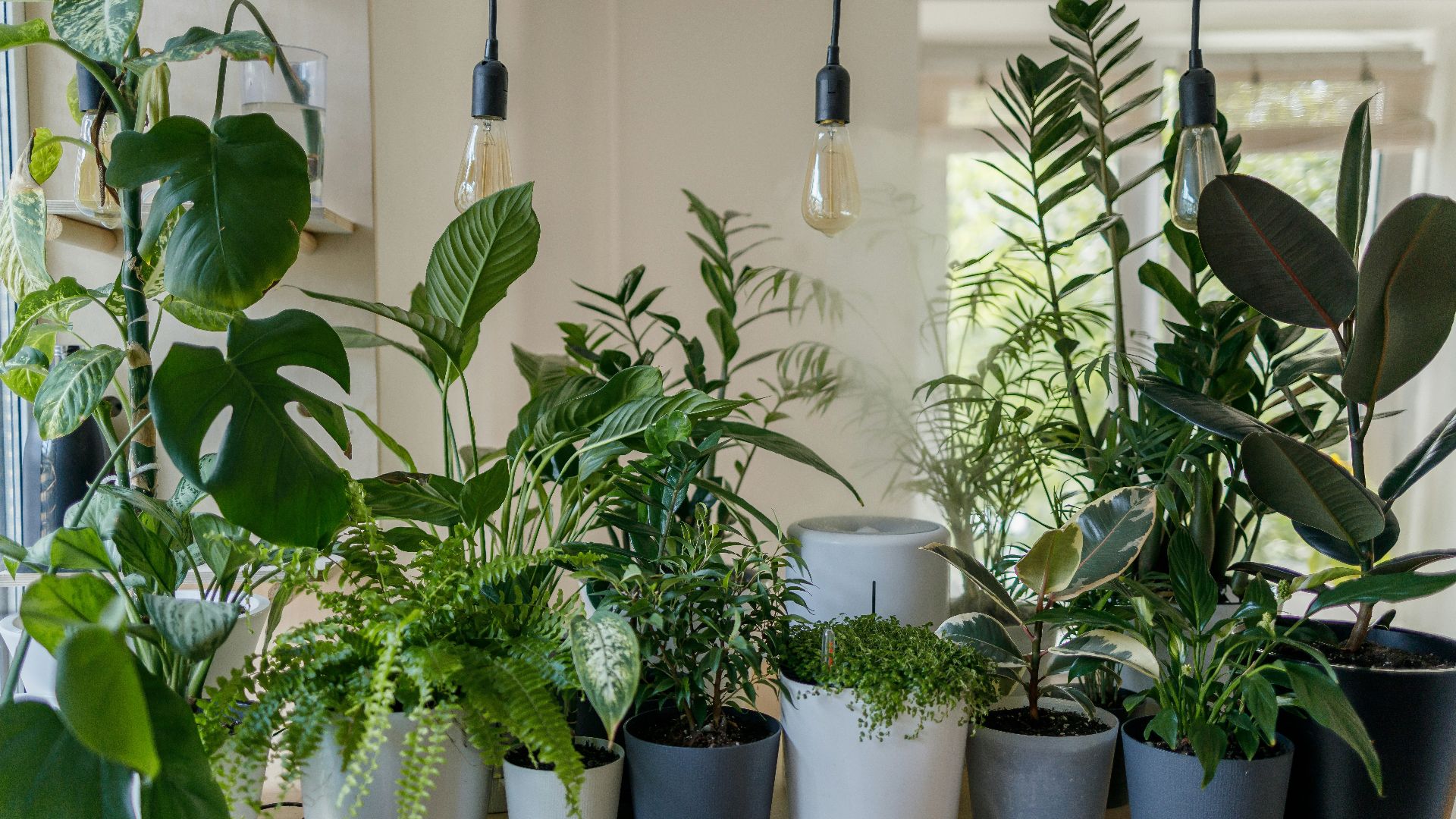 green plant in white ceramic pot