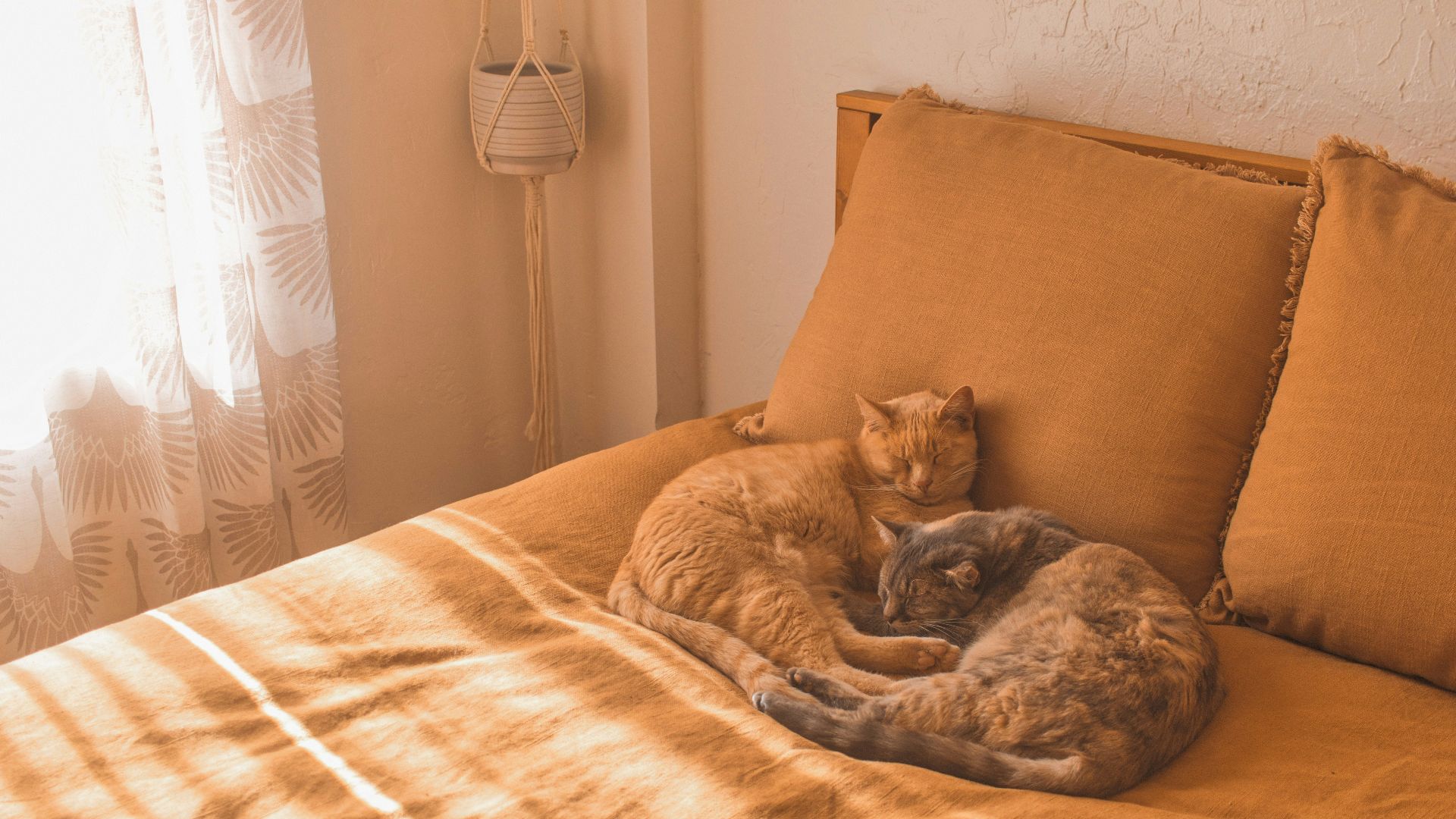 a couple of cats lying on a bed