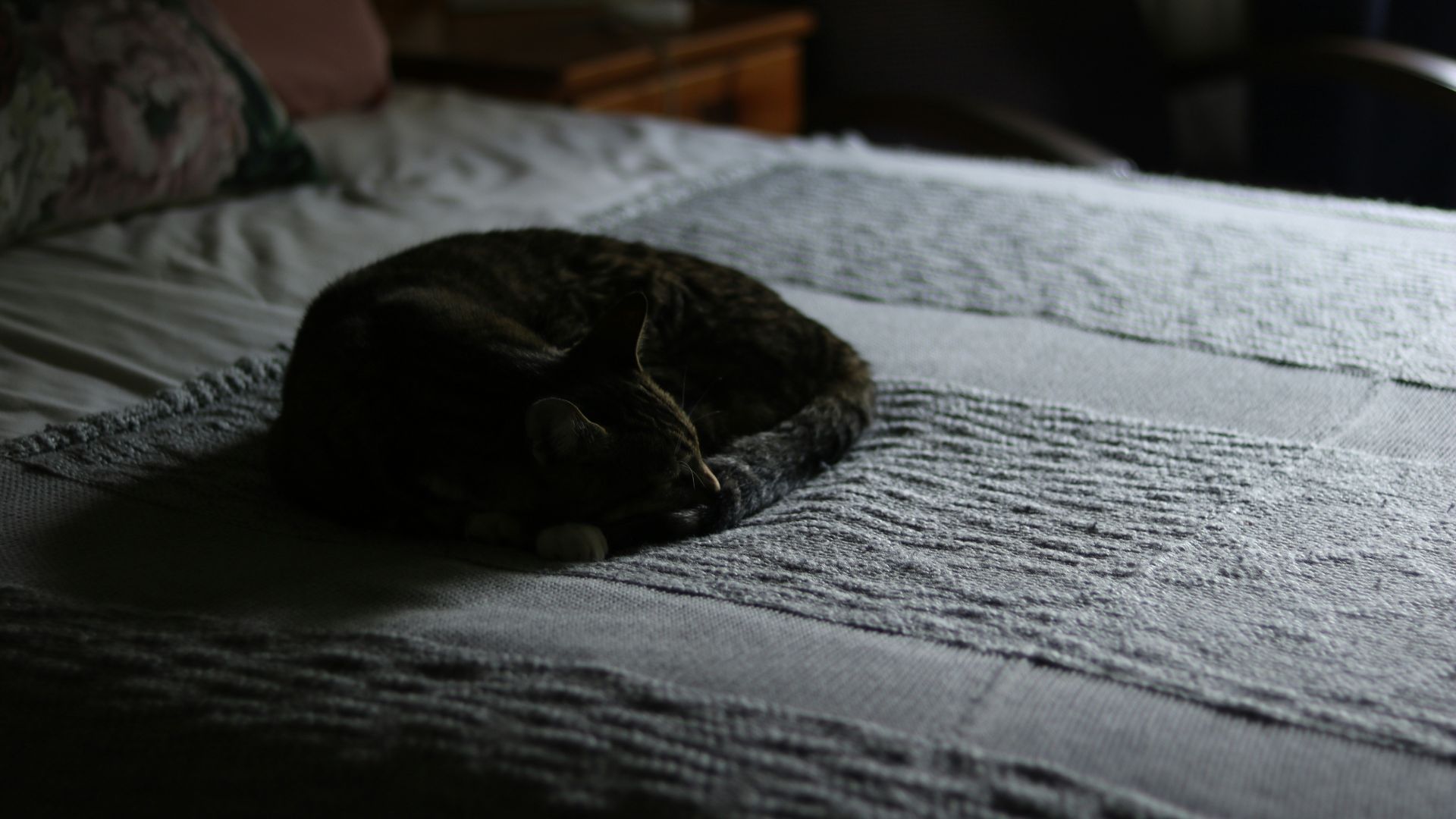 brown tabby cat o n focus photography