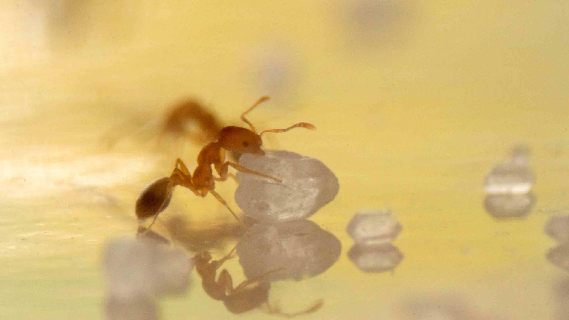 File:Monomorium pharaonis worker with sugar crystal.jpg