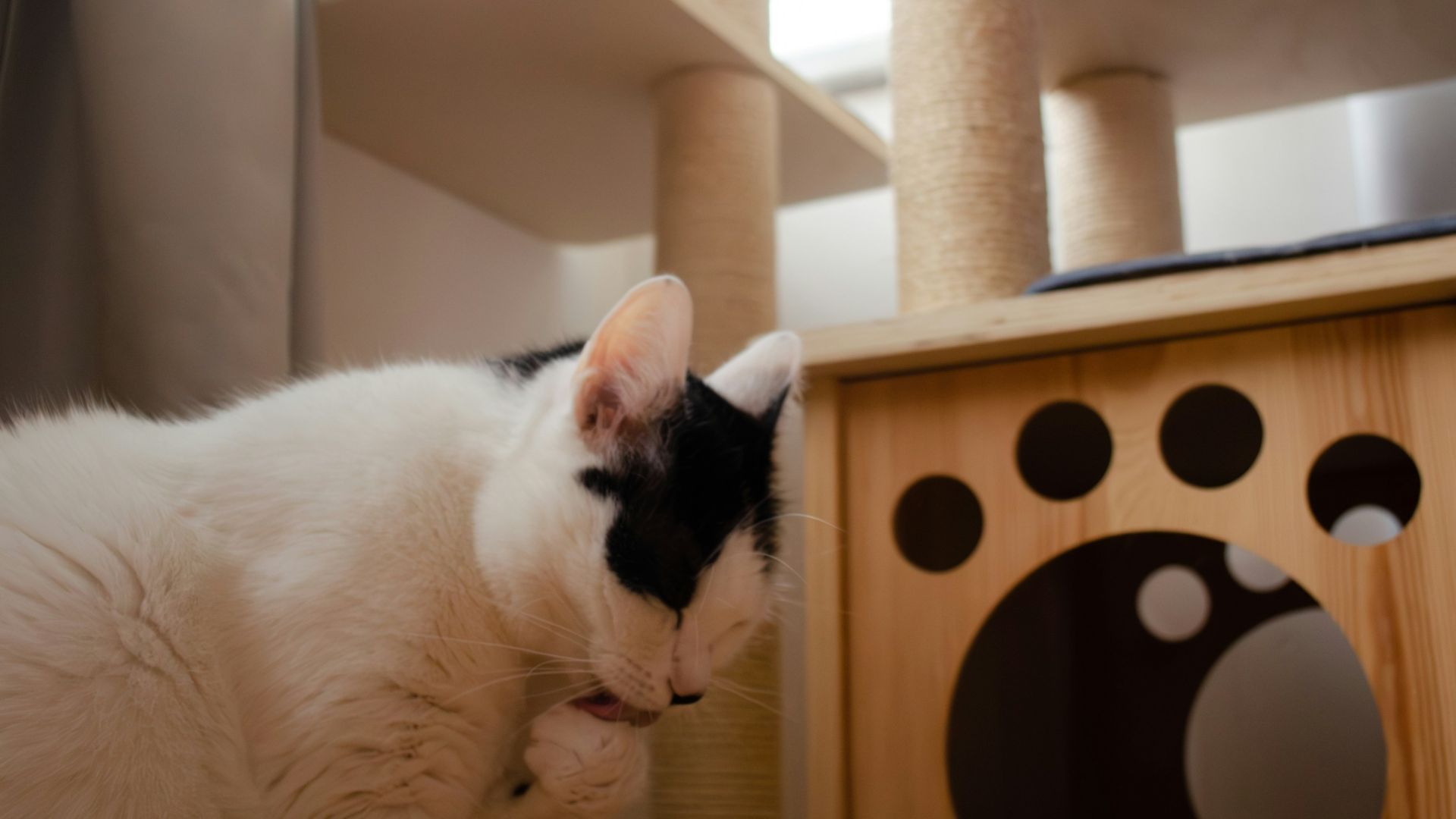 a black and white cat sitting in front of a cat tree