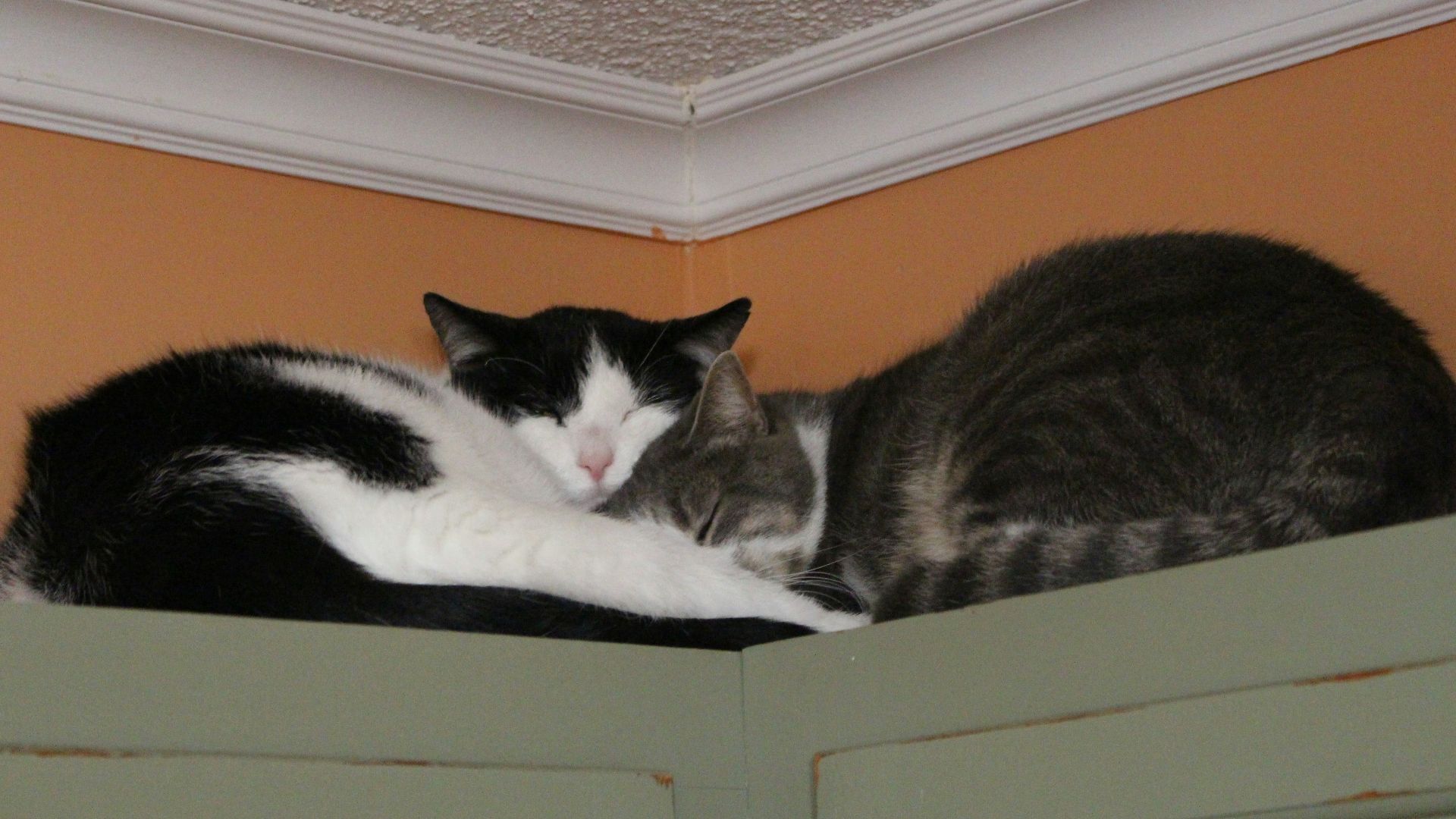a couple of cats laying on top of each other