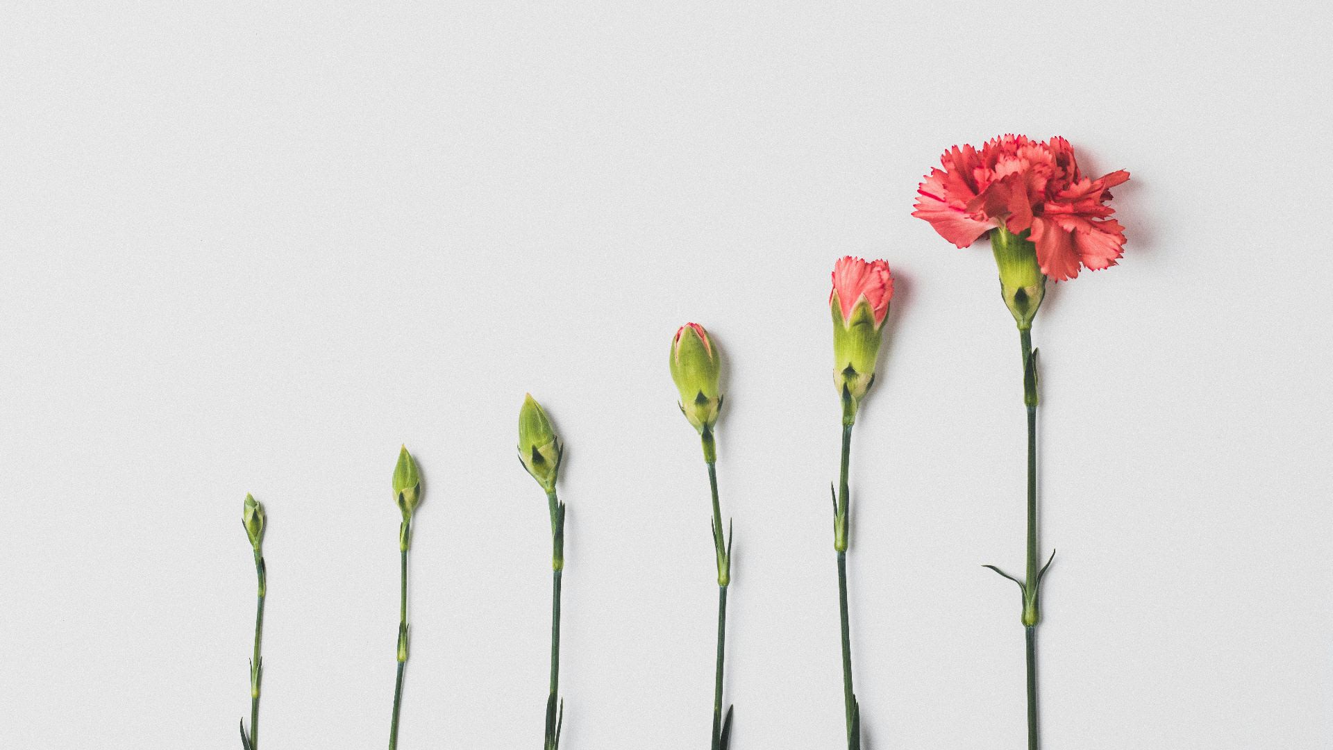 pink flower on white background