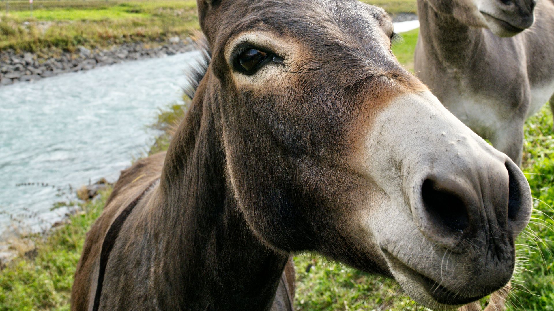 brown horse on green grass field during daytime