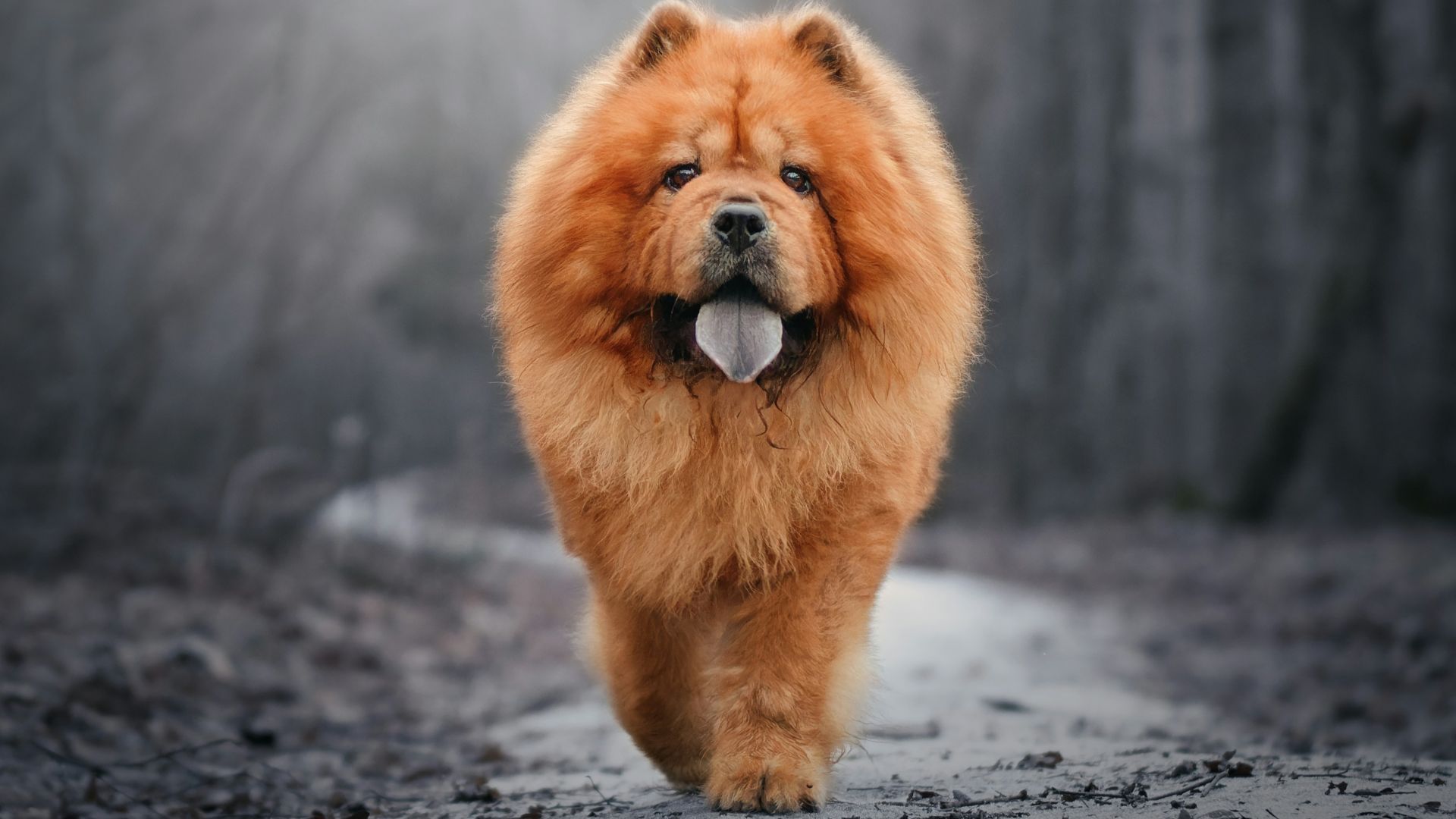 a chow chow dog walking down a path in the woods