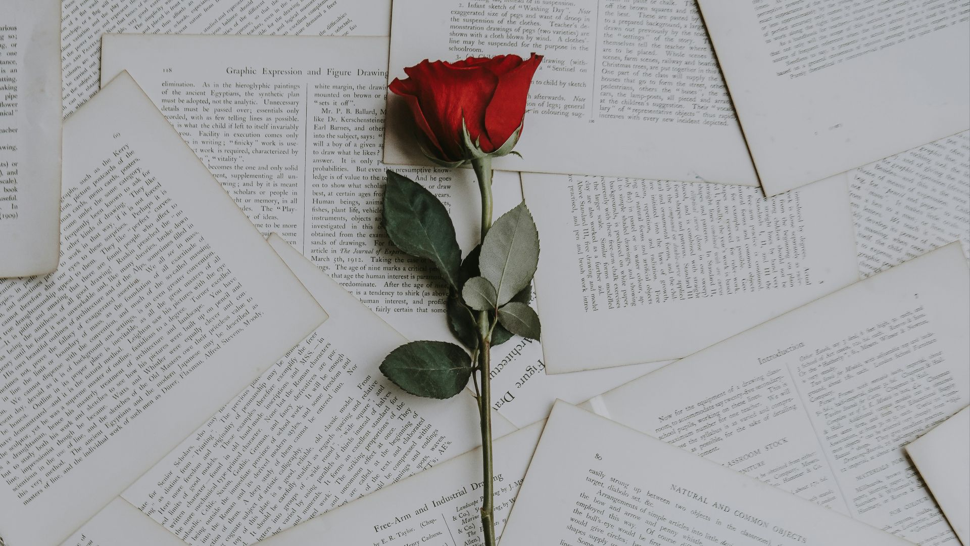 red rose on book sheets