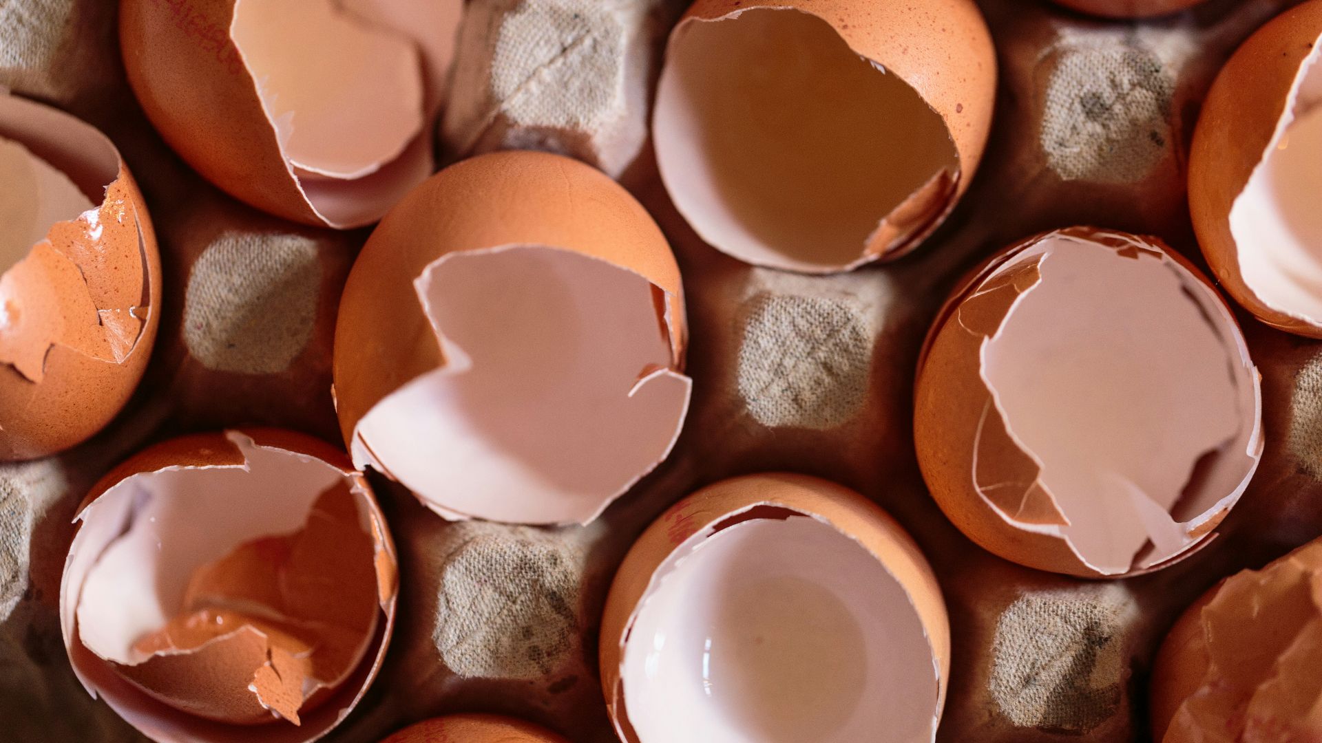 a bunch of eggs that have been broken in half