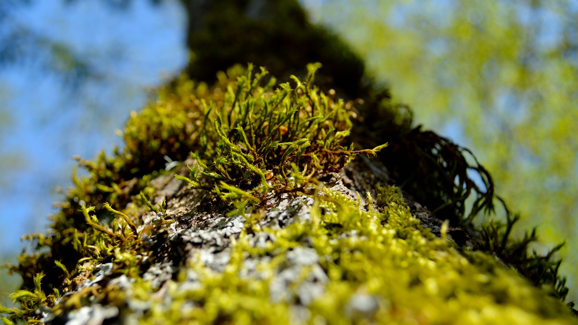 a mossy green plant