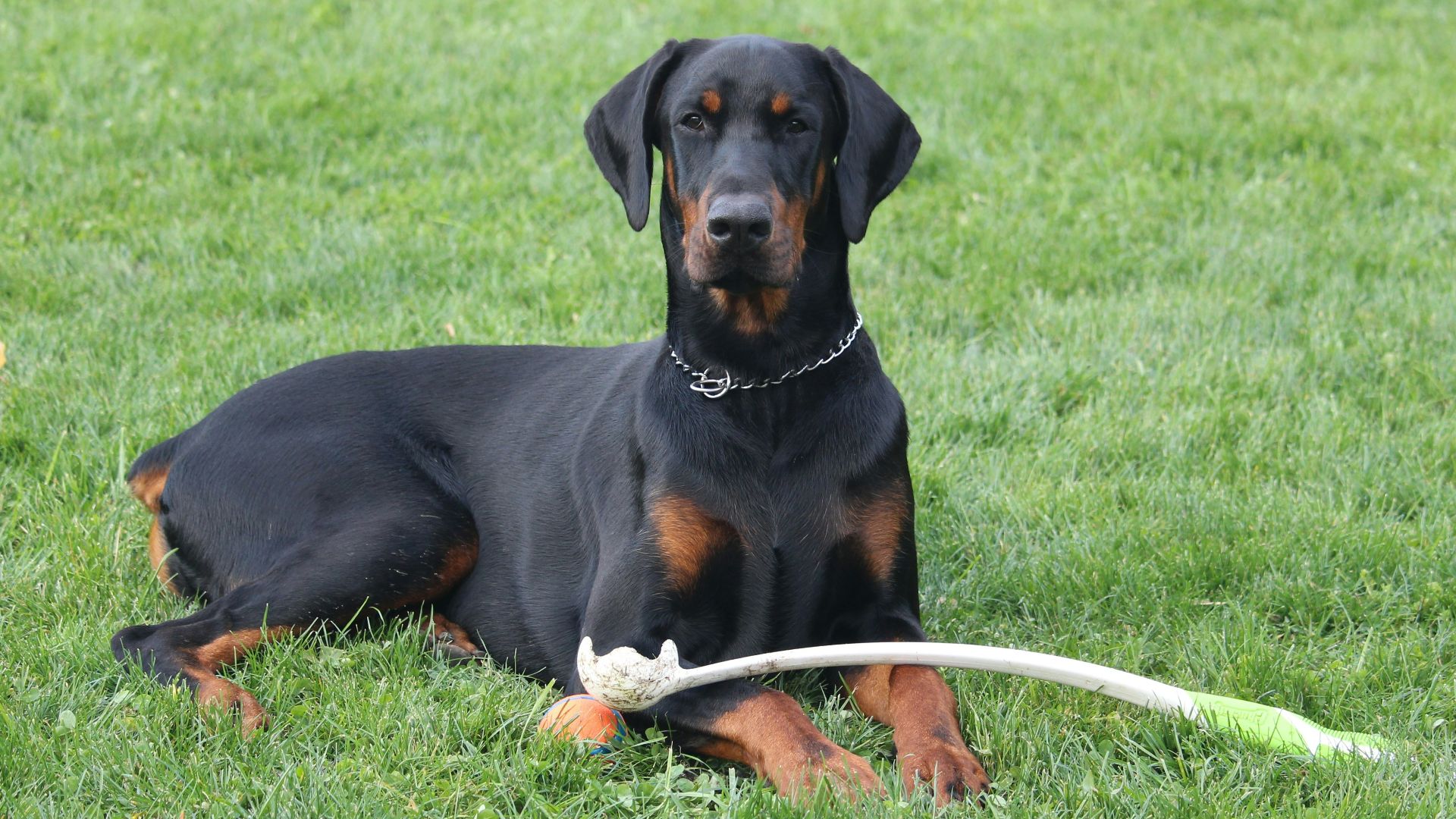 short-coated black dog