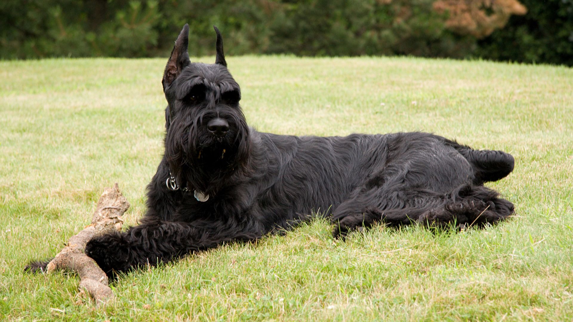 File:GiantSchnauzer Grass.jpg