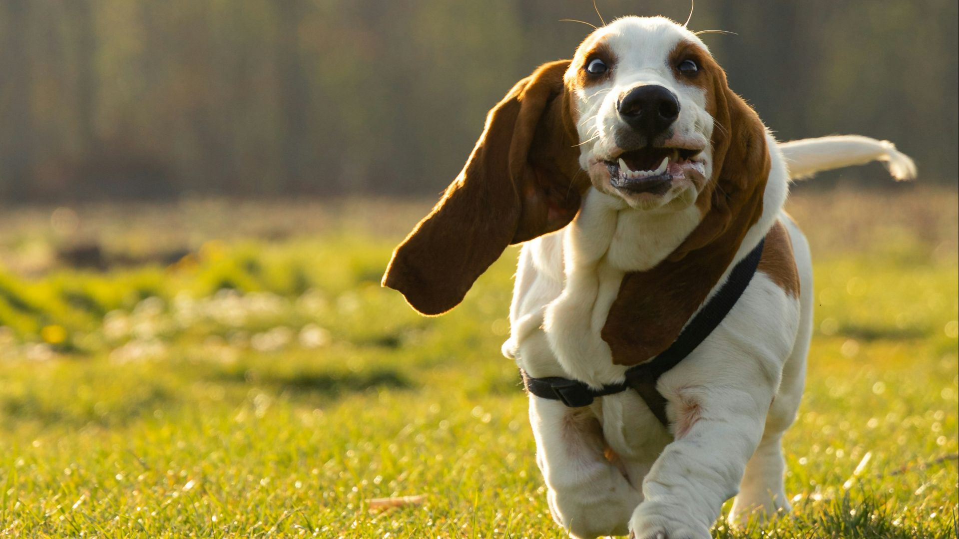 brown and white short coated dog on green grass field during daytime