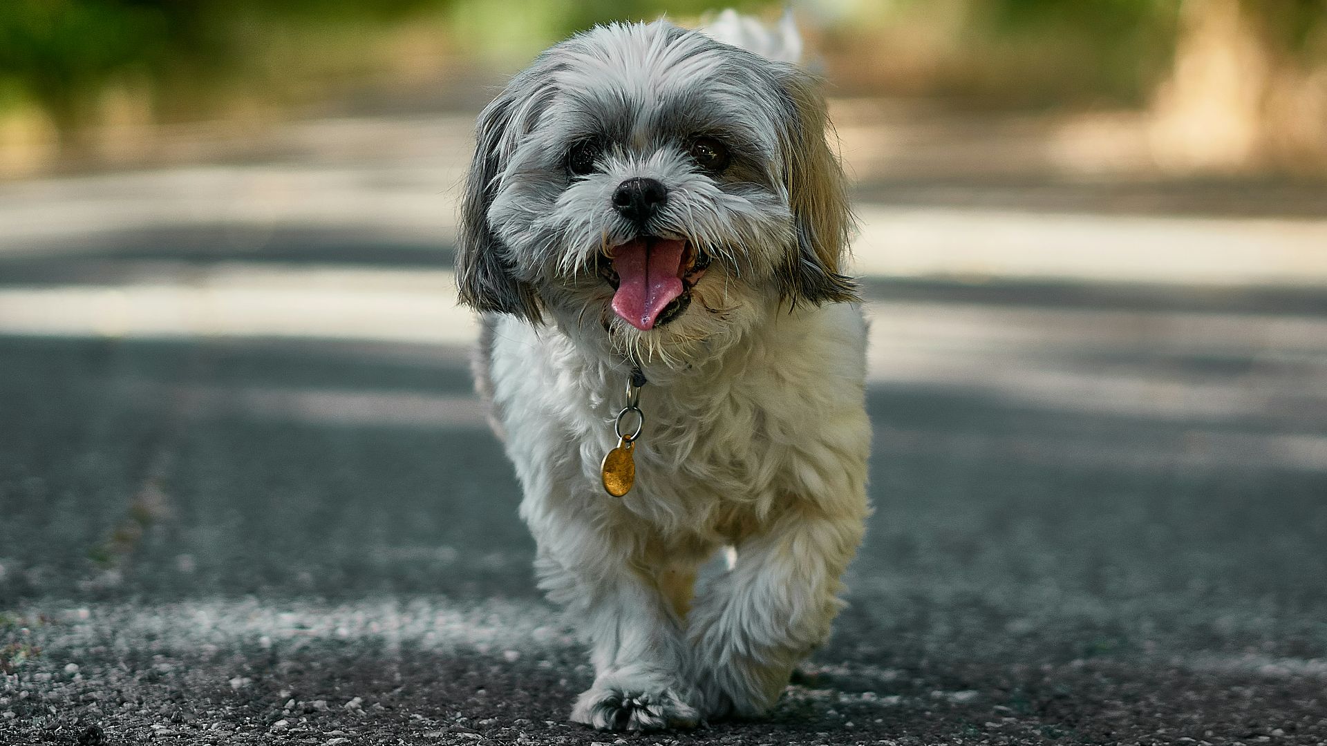 adult white and black Shih Tzu