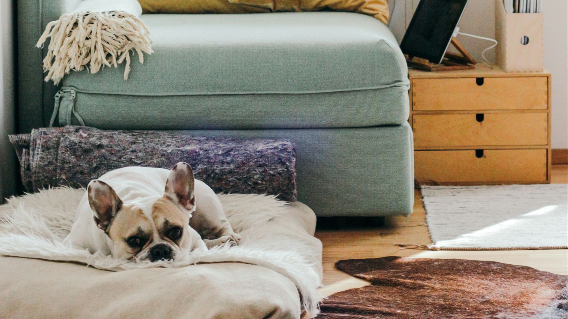 beige puppy lying on brown textile