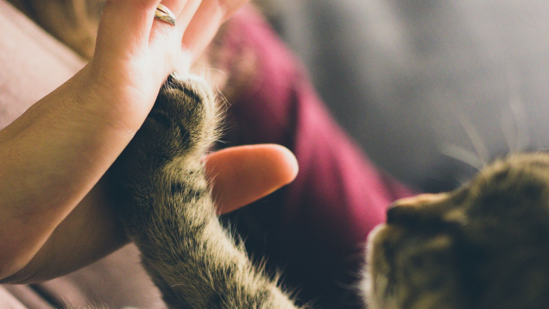 tabby cat touching person's palm