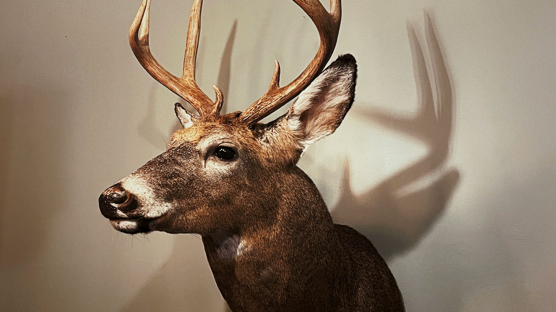 brown deer head mount on white wall