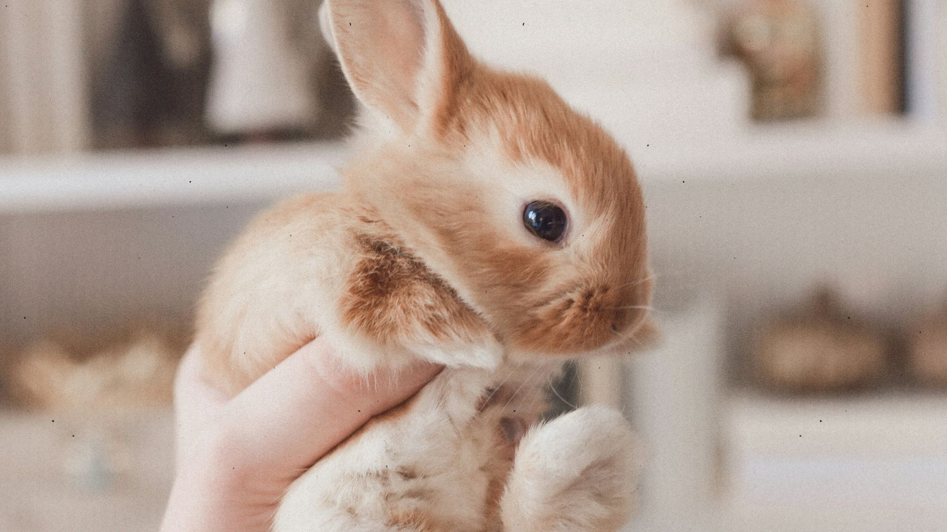 person holding white and brown rabbit