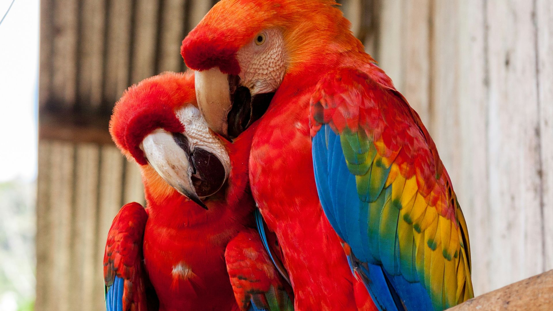 two red parrots on stick