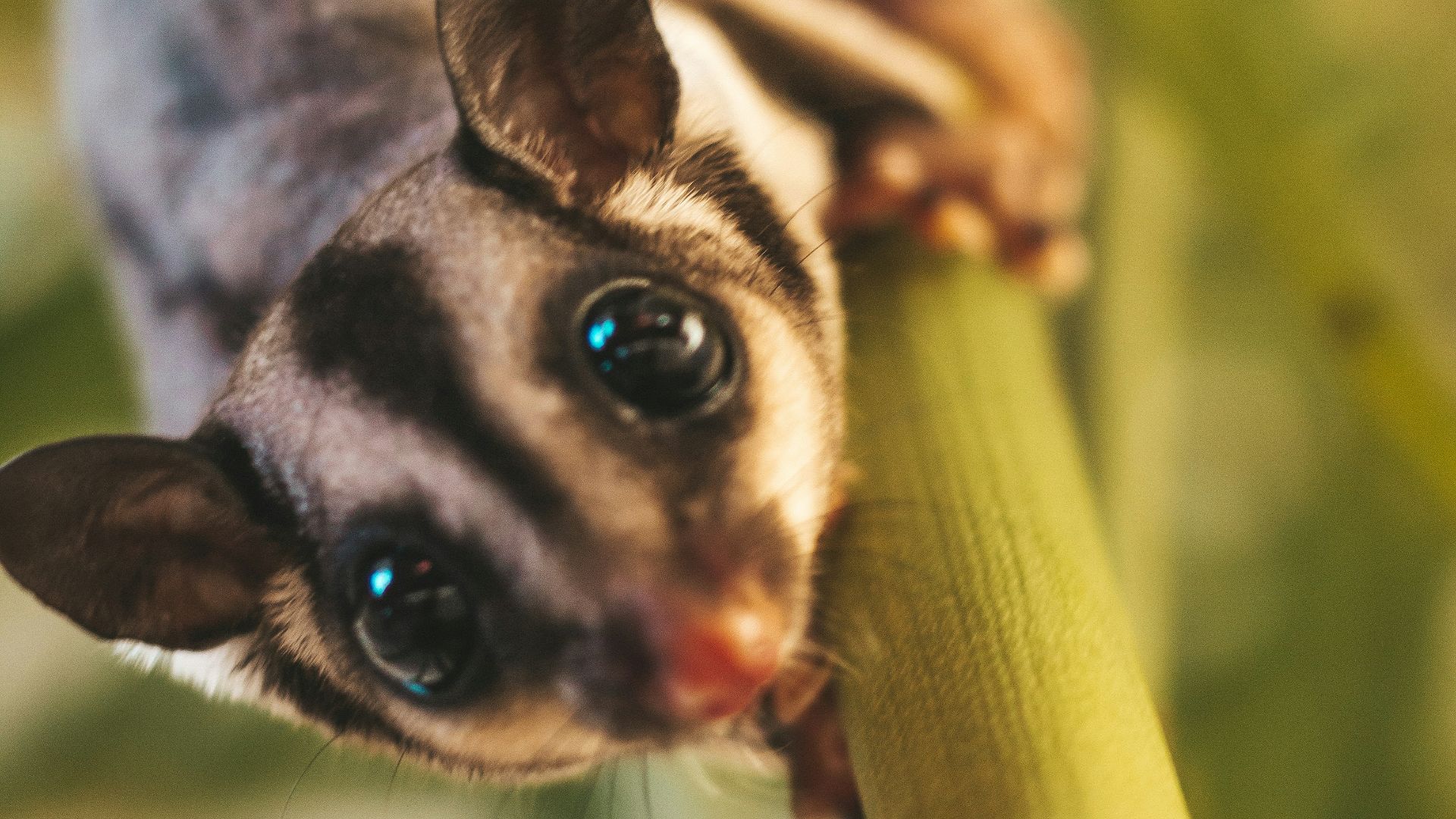 white and black cat on green plant