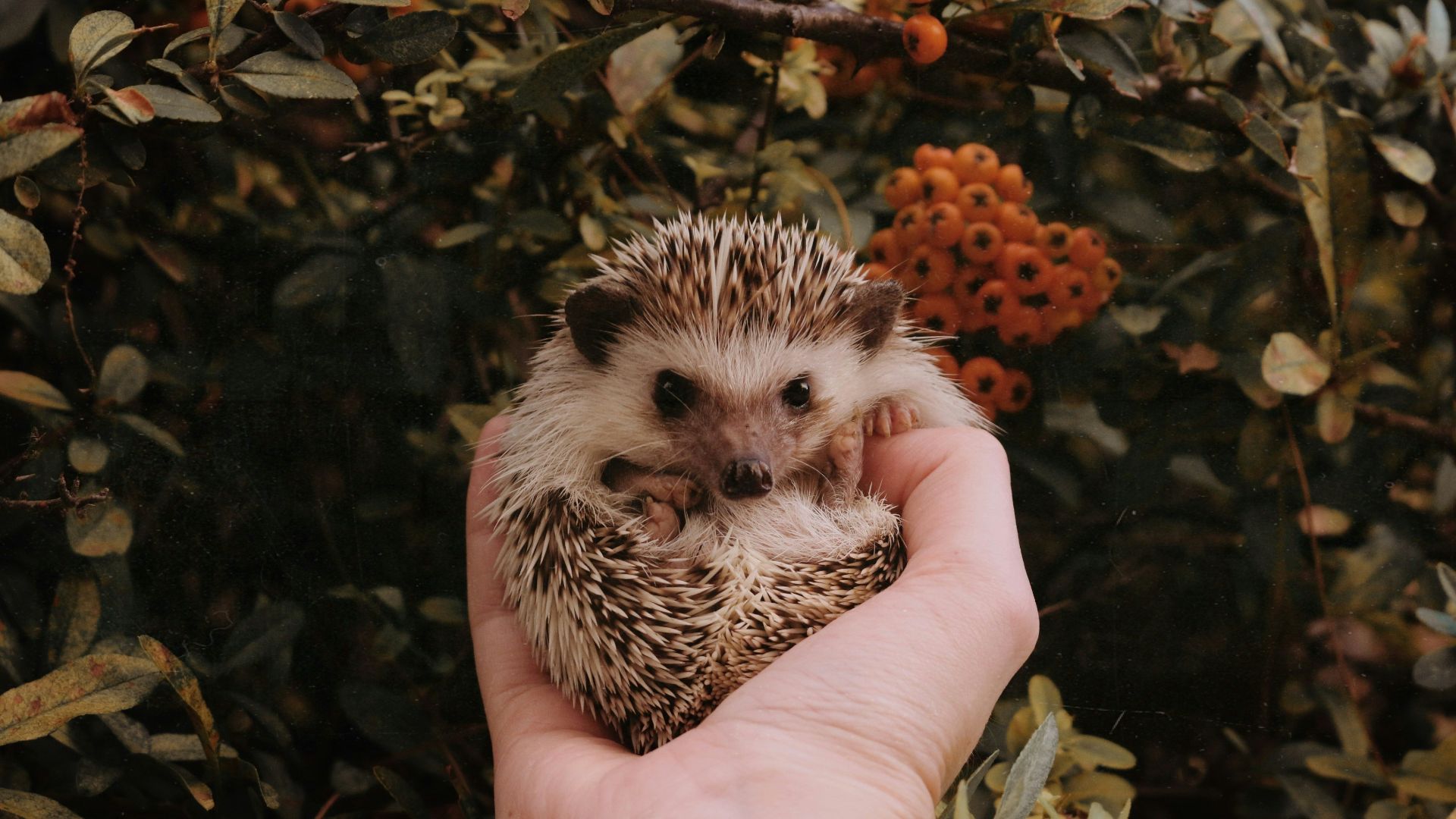 person holding leopard animal on brown leaves