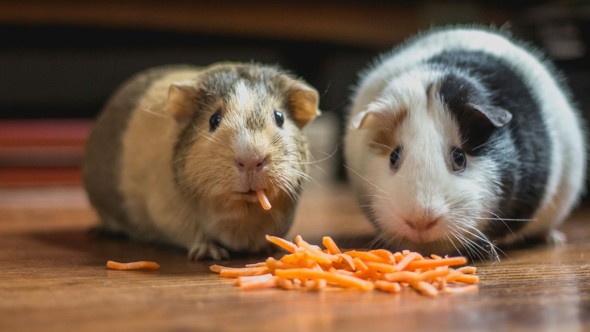two guinea pigs eating carrot