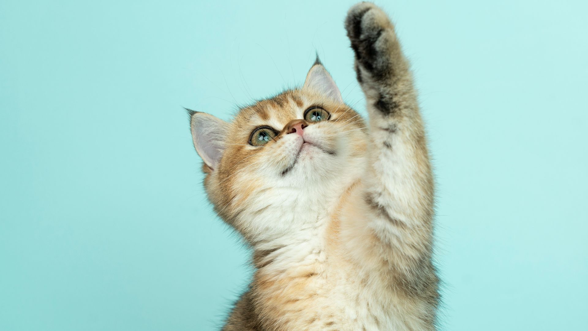 white and brown long fur cat