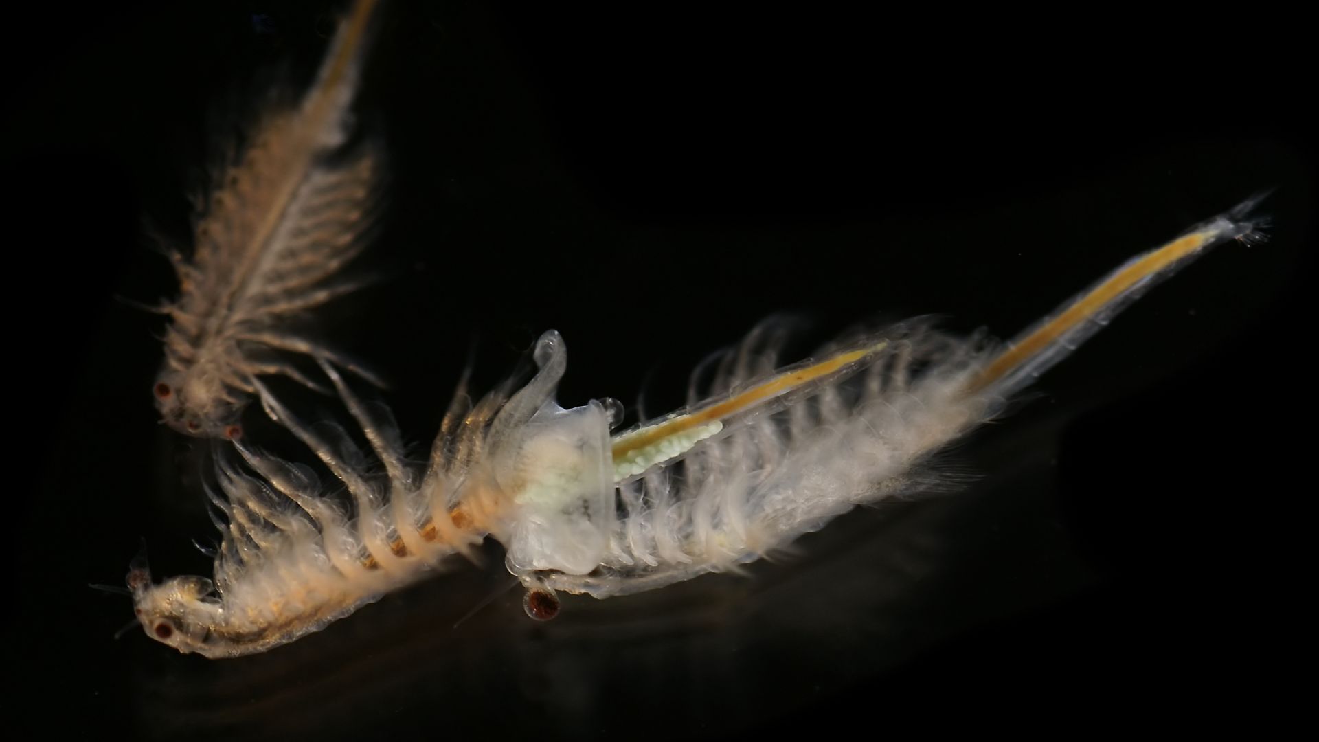 File:Artemia salina 4.jpg