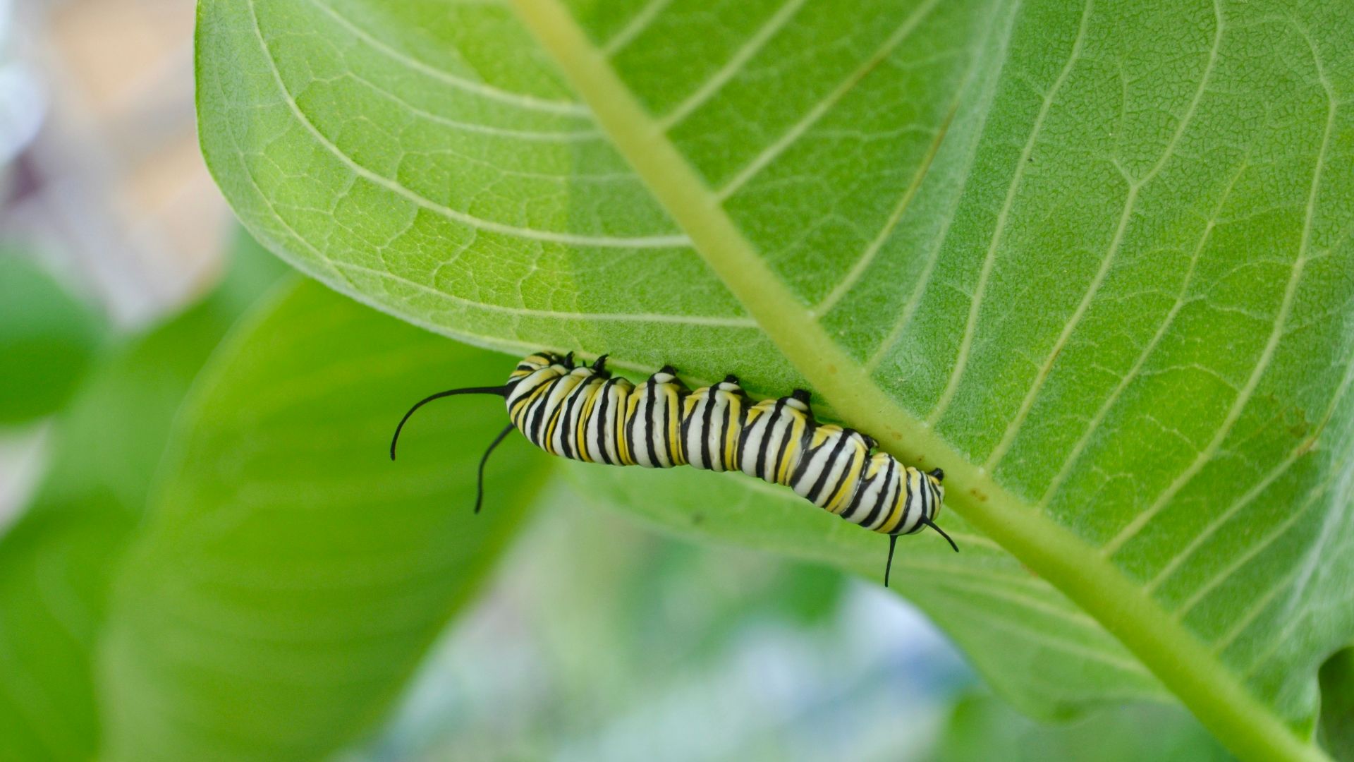green and black worm climbing on green leaf