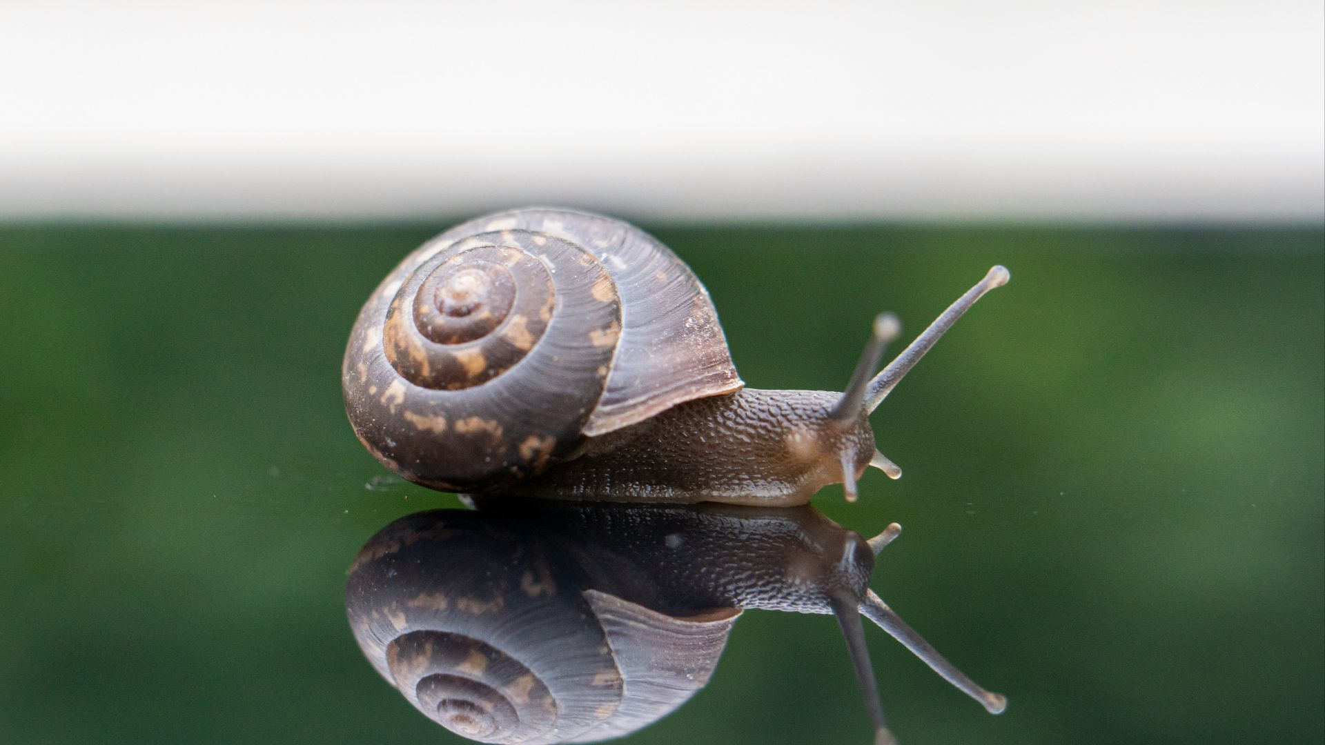 brown snail on green grass during daytime