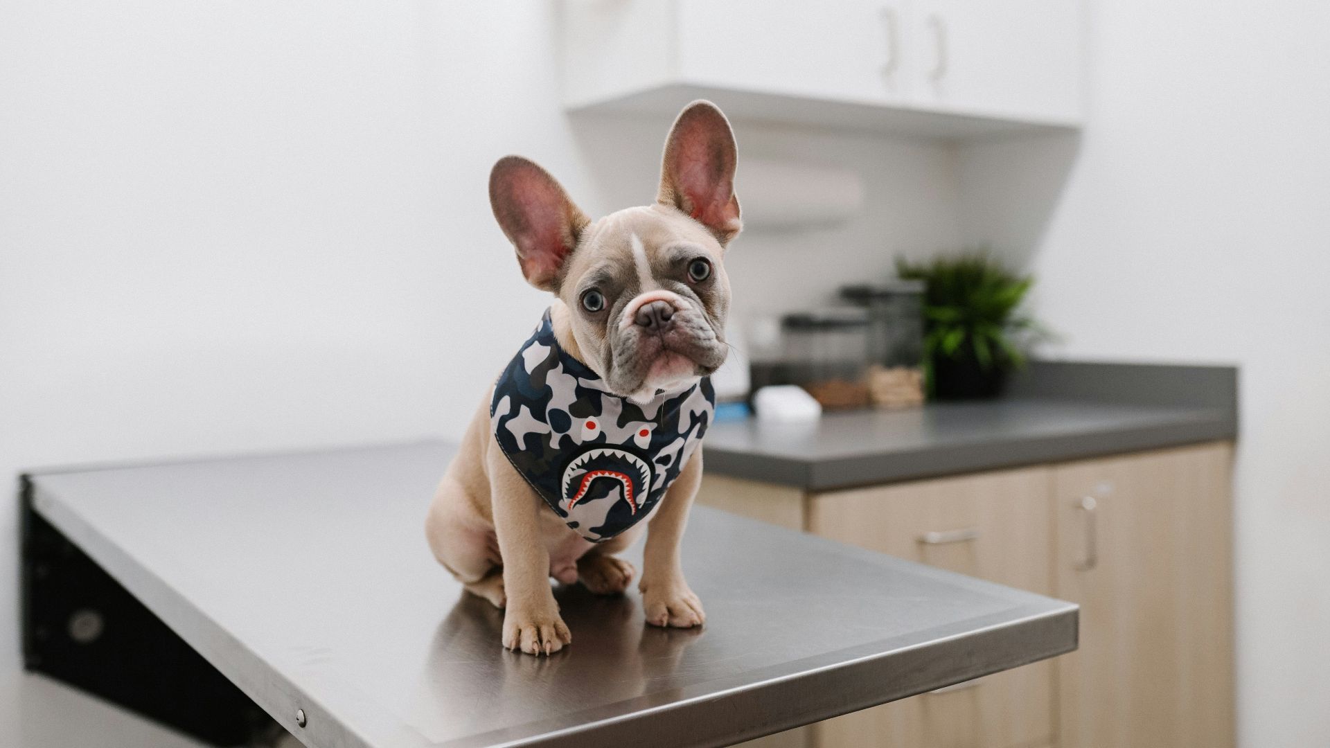 white and black short coated dog wearing white and black polka dot shirt