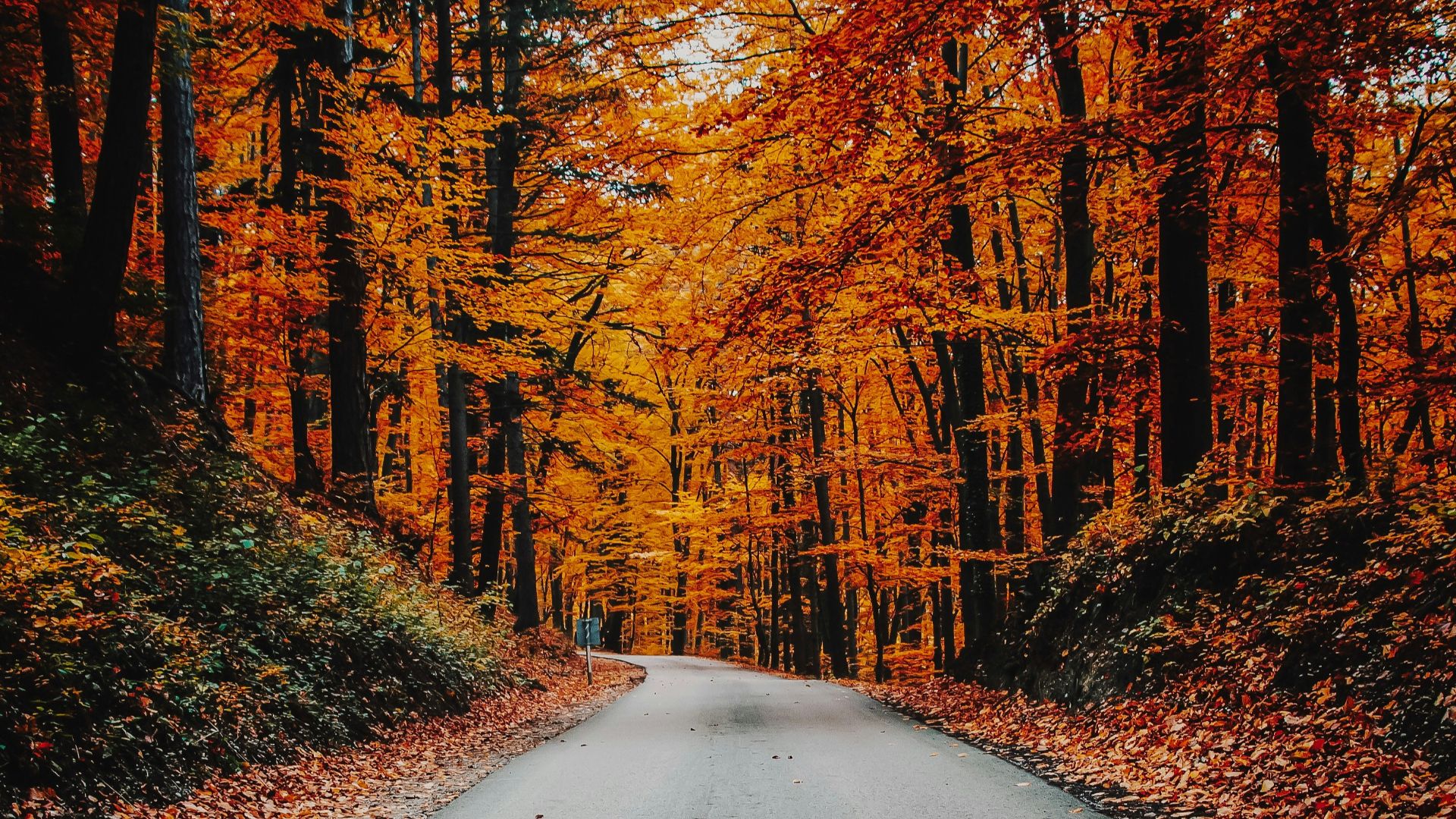 concrete road in forest