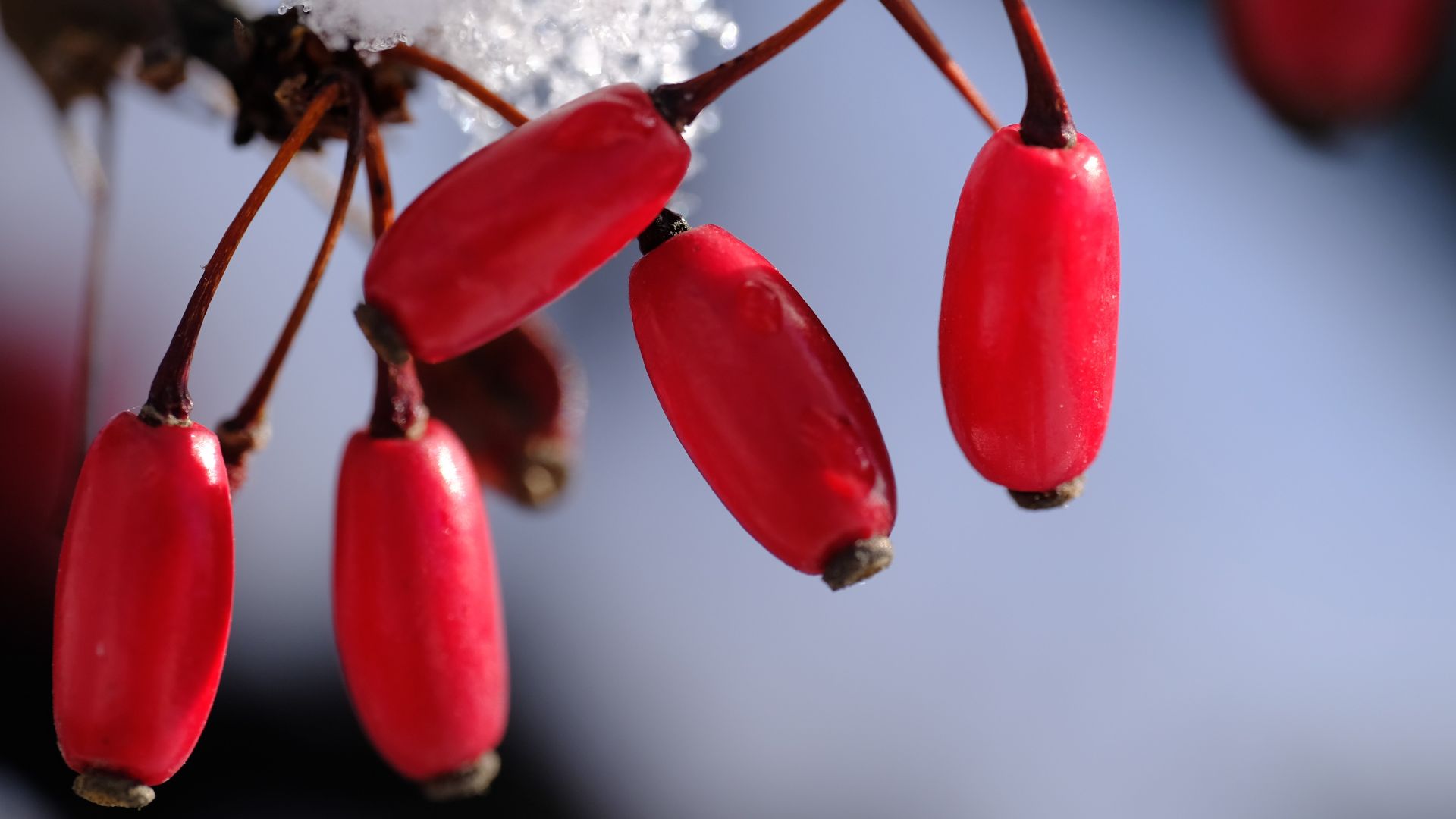 File:Japanese barberry.jpg