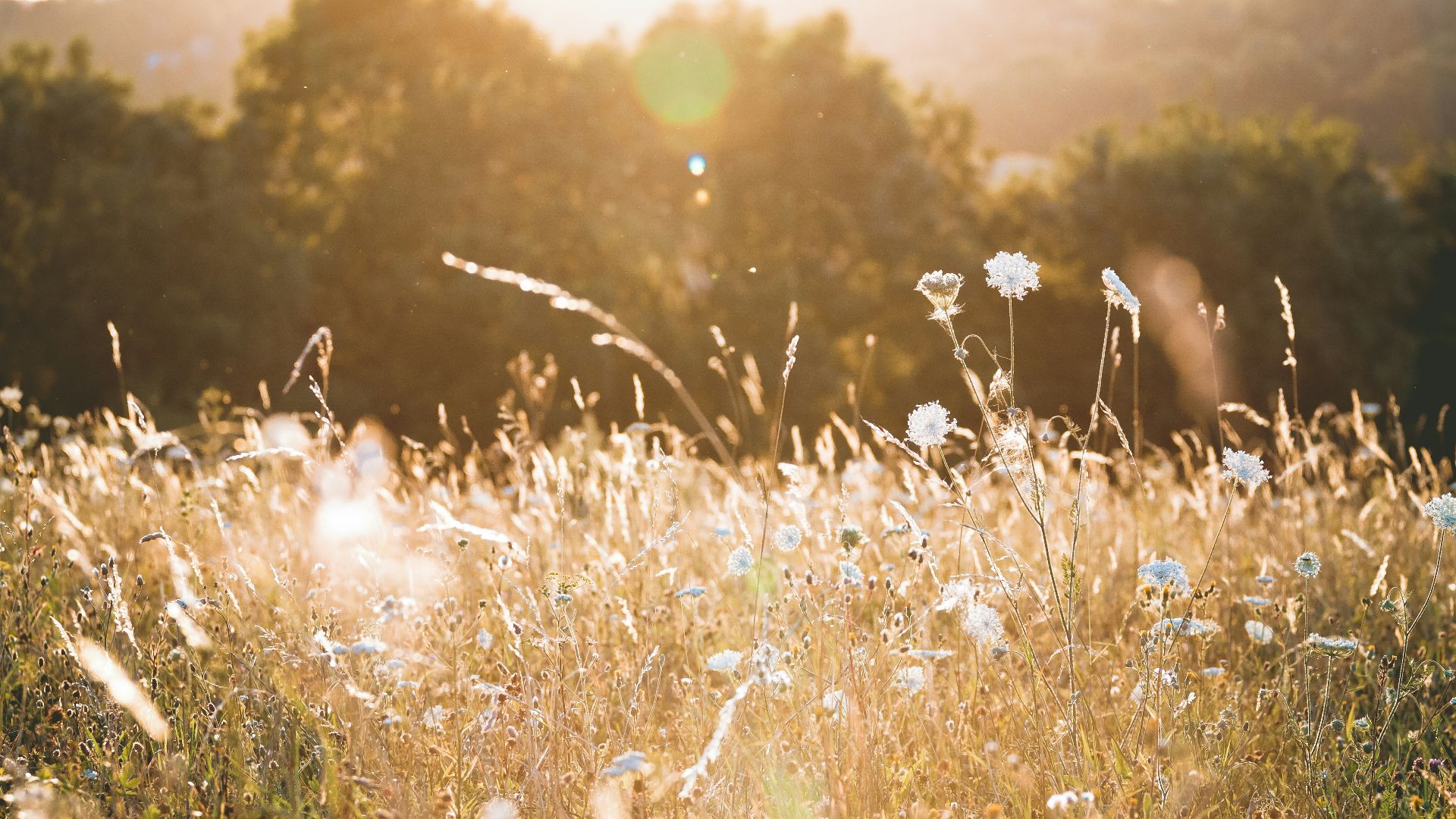 selective focus photography of flowers