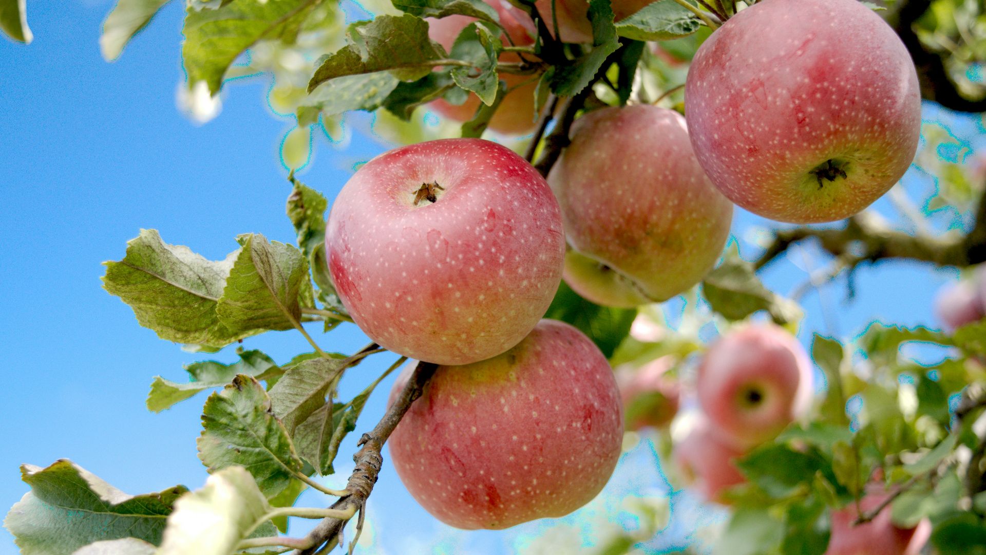 a bunch of apples hanging from a tree