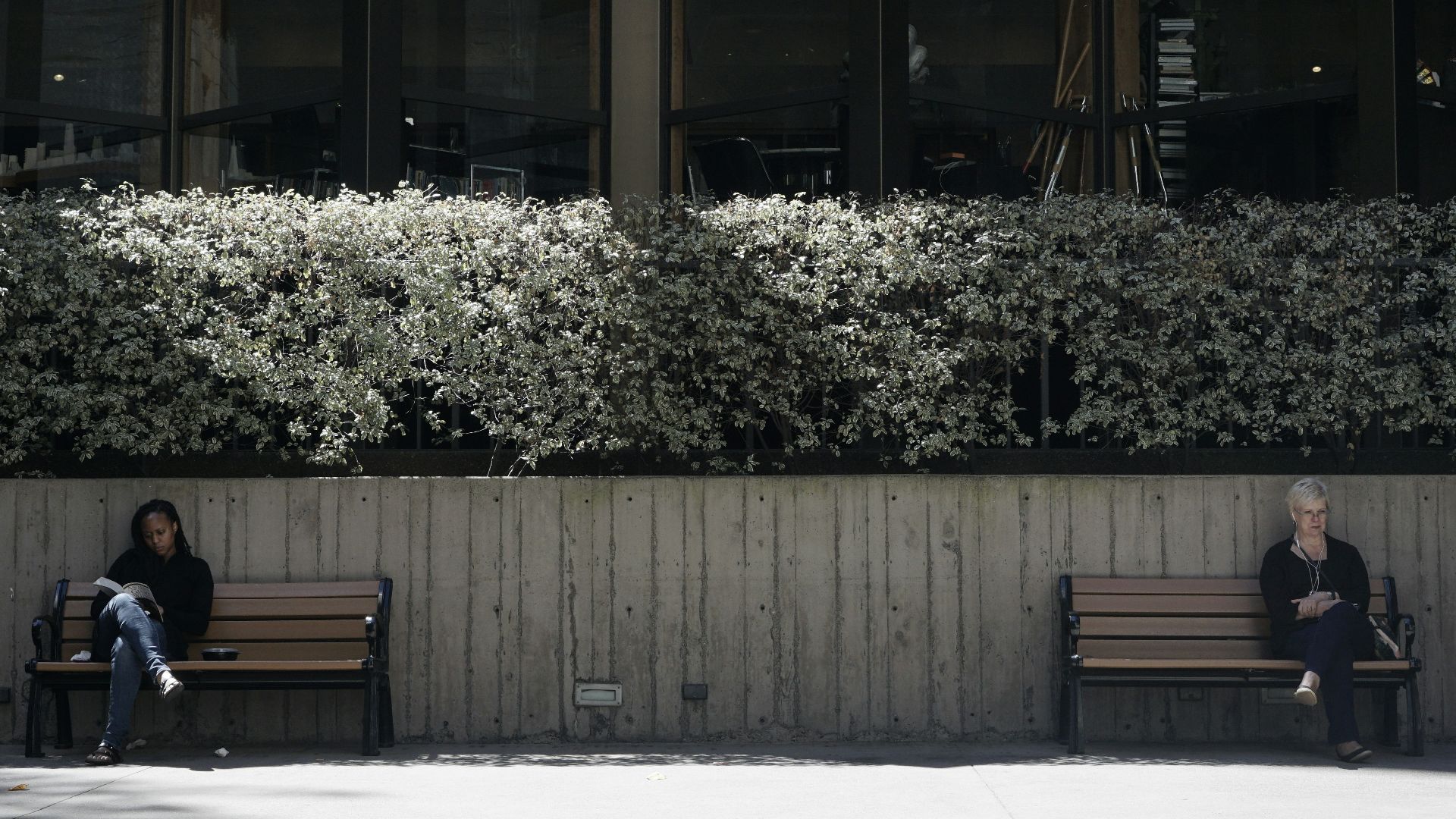 brown wooden bench near white flowers