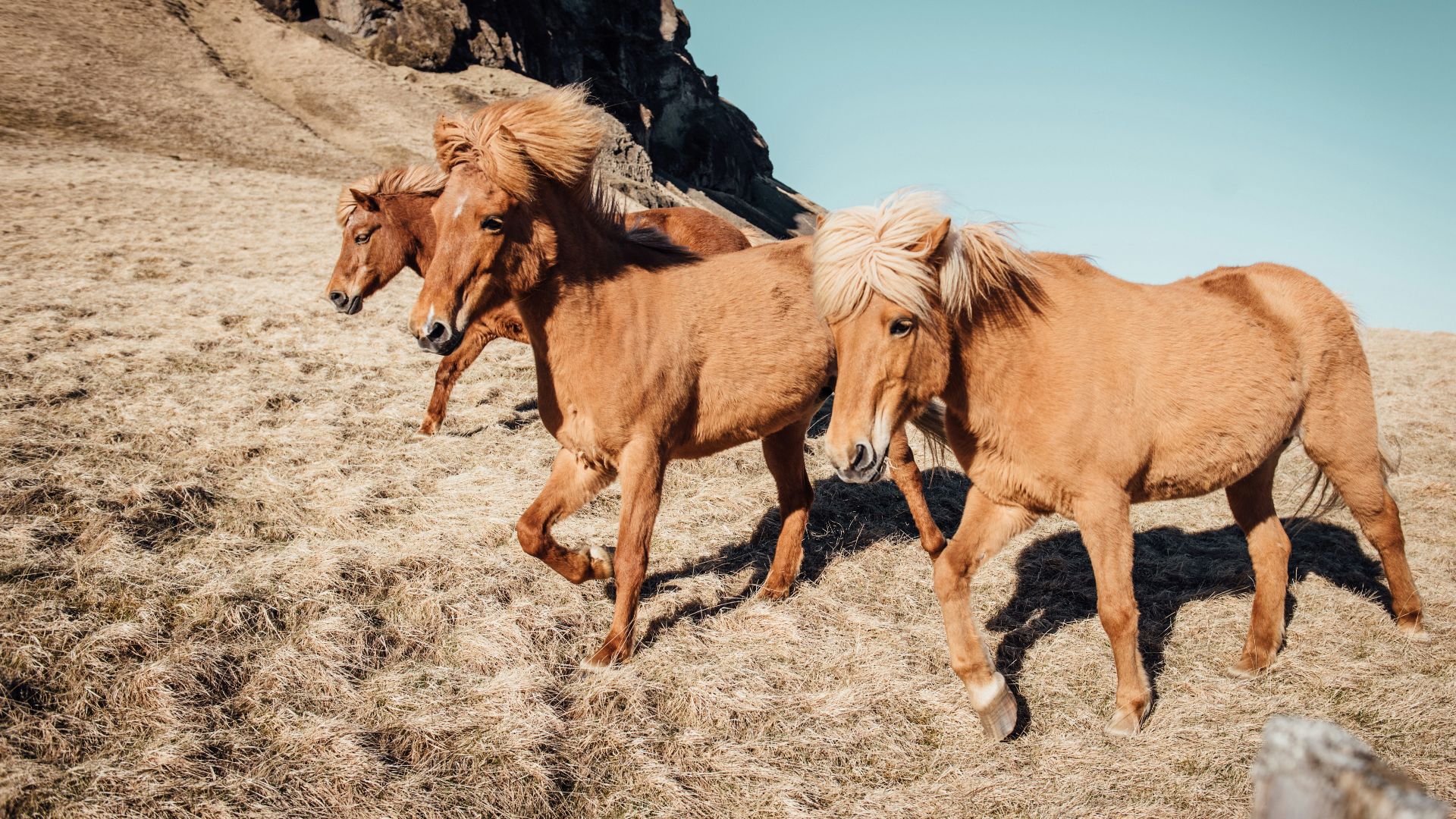 three tan running horses near rocky mountain during daytime