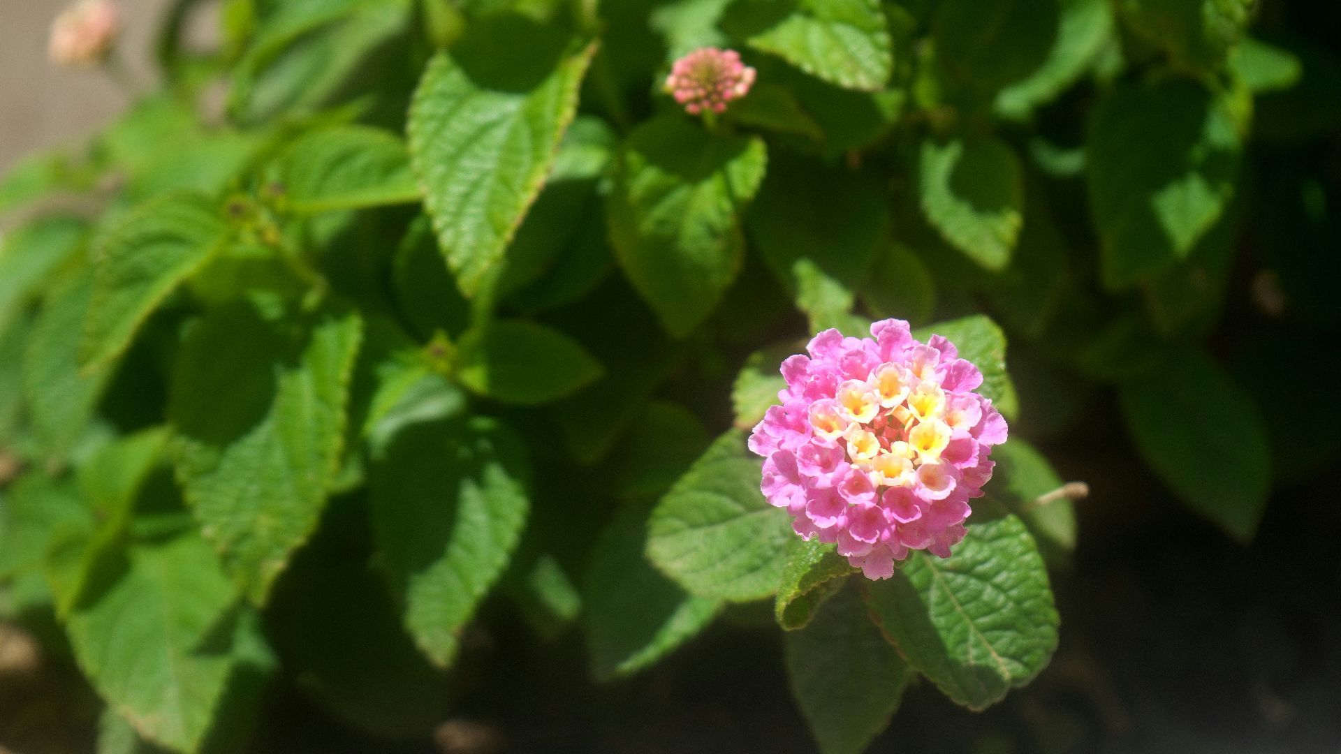 a pink flower with yellow center surrounded by green leaves
