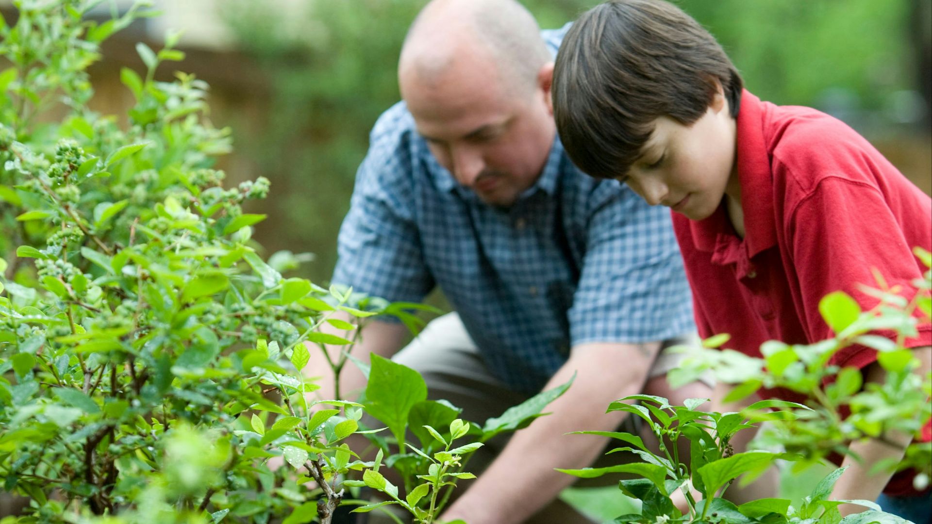 boy in blue and white checkered button up shirt holding green plant