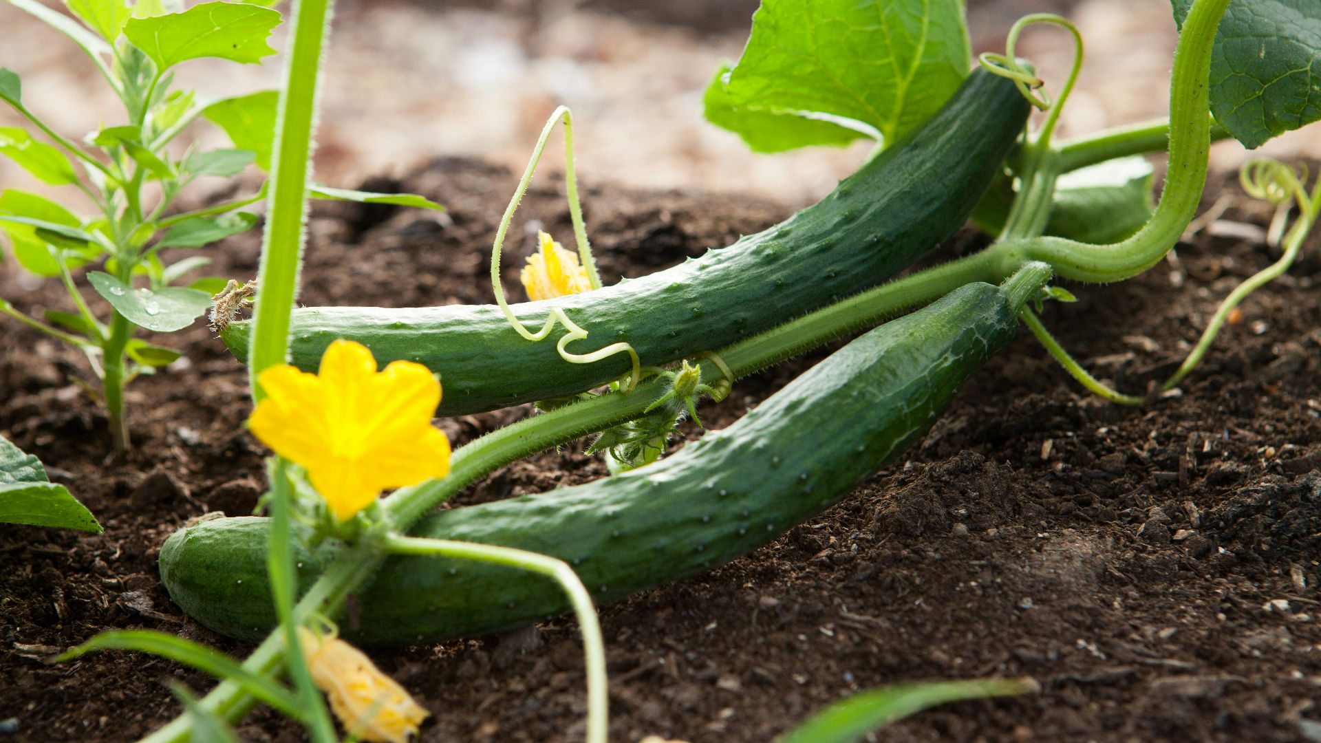 two green vegetables