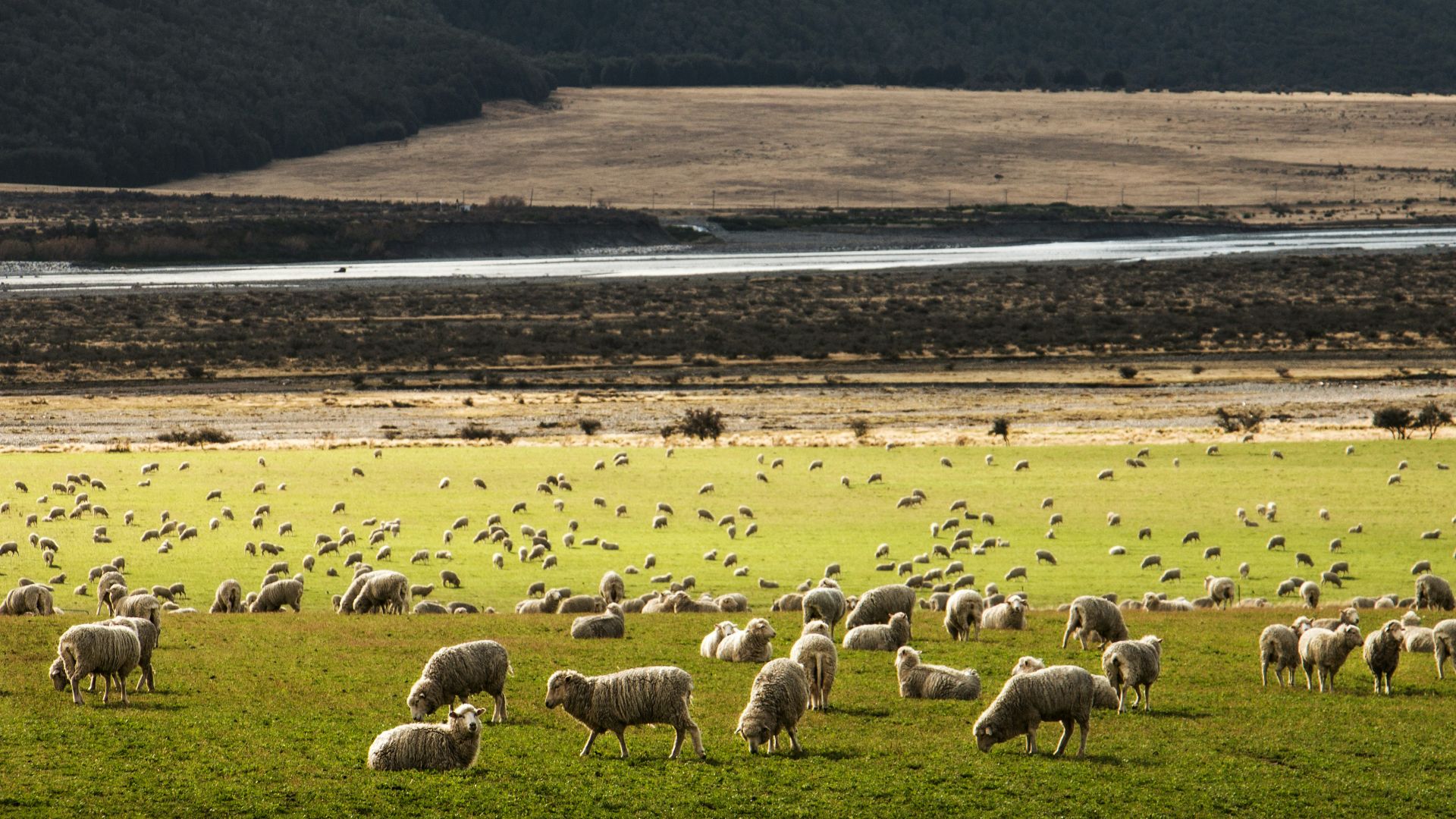 herd of sheep on grass field