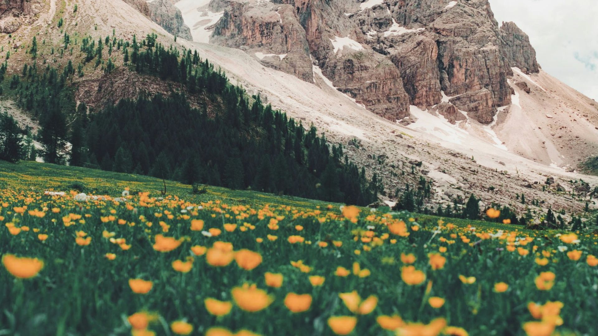 bed of orange flowers