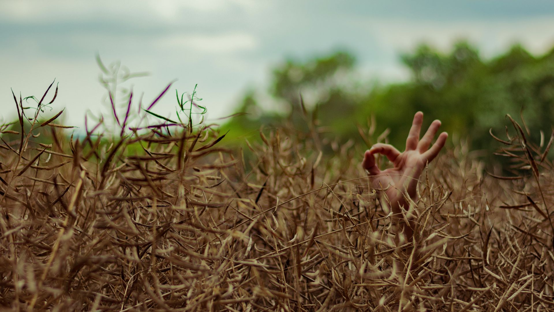 two brown and black birds