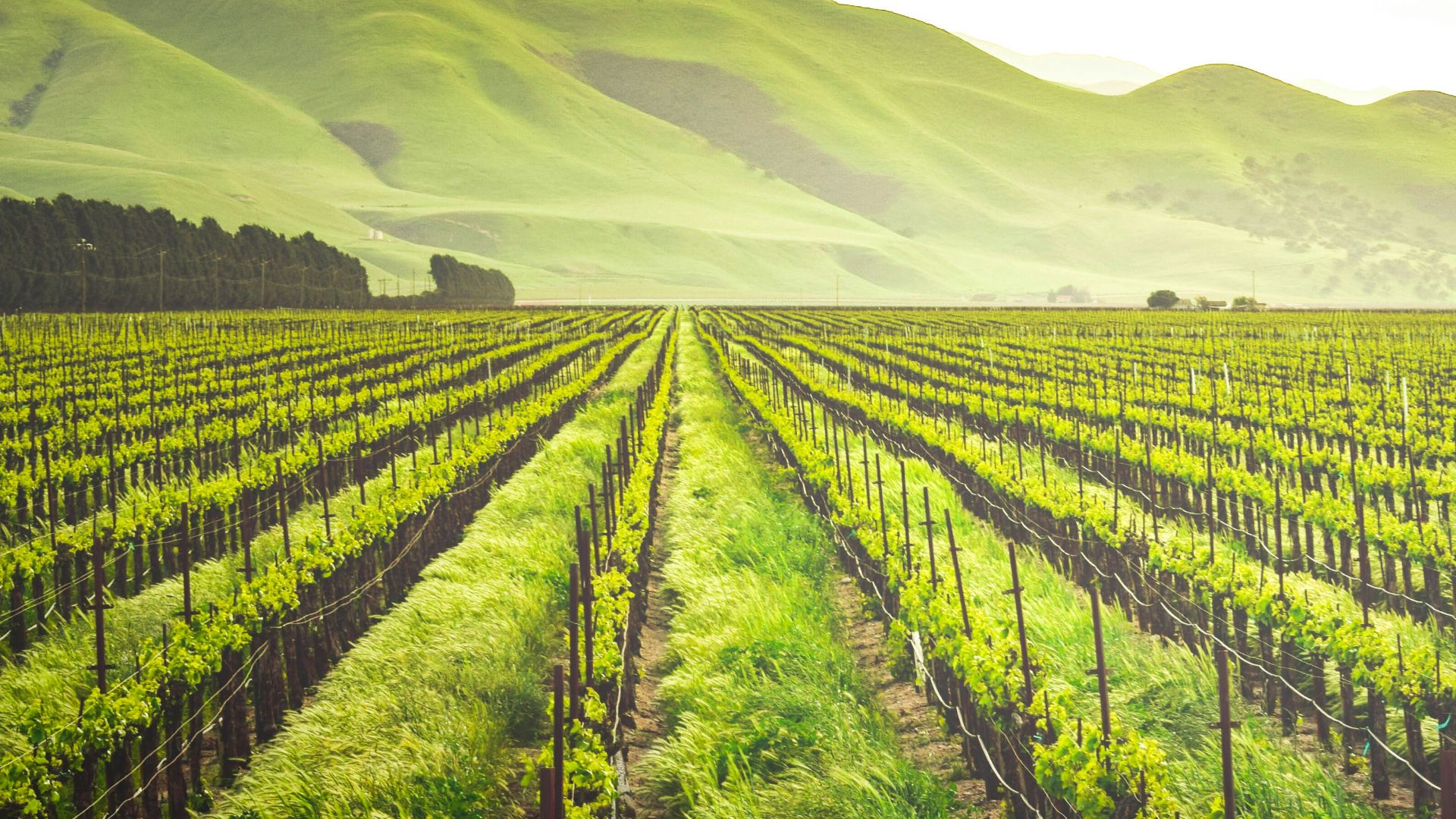 green leafed plants during daytime