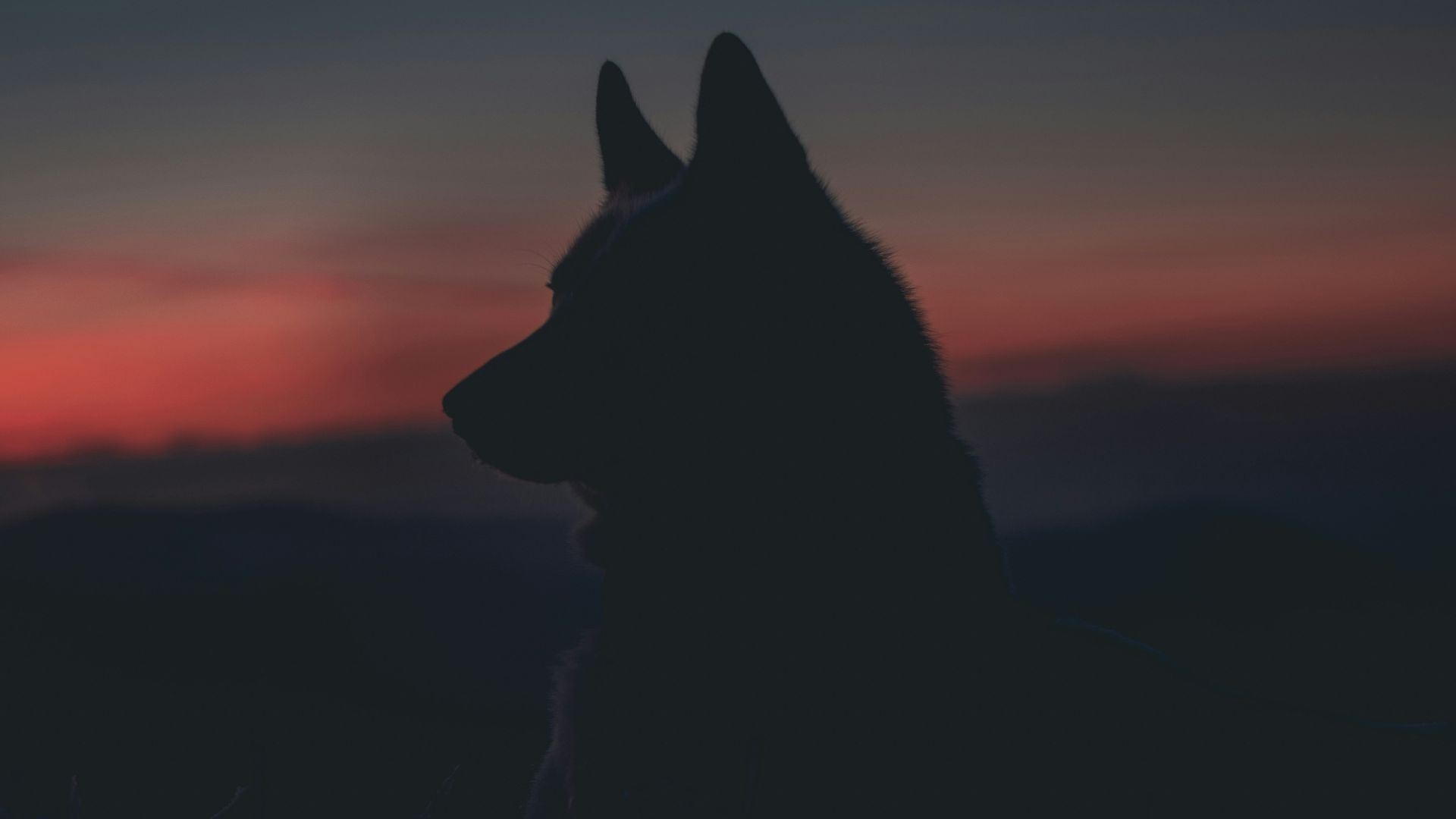 silhouette of dog