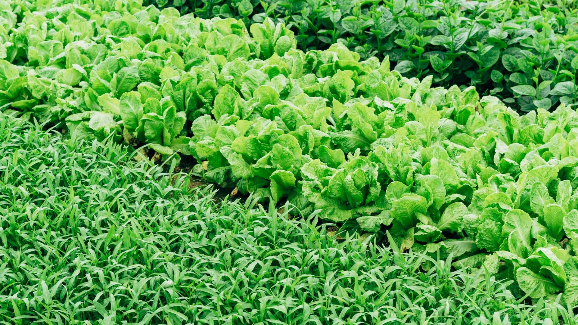 green leaf vegetable