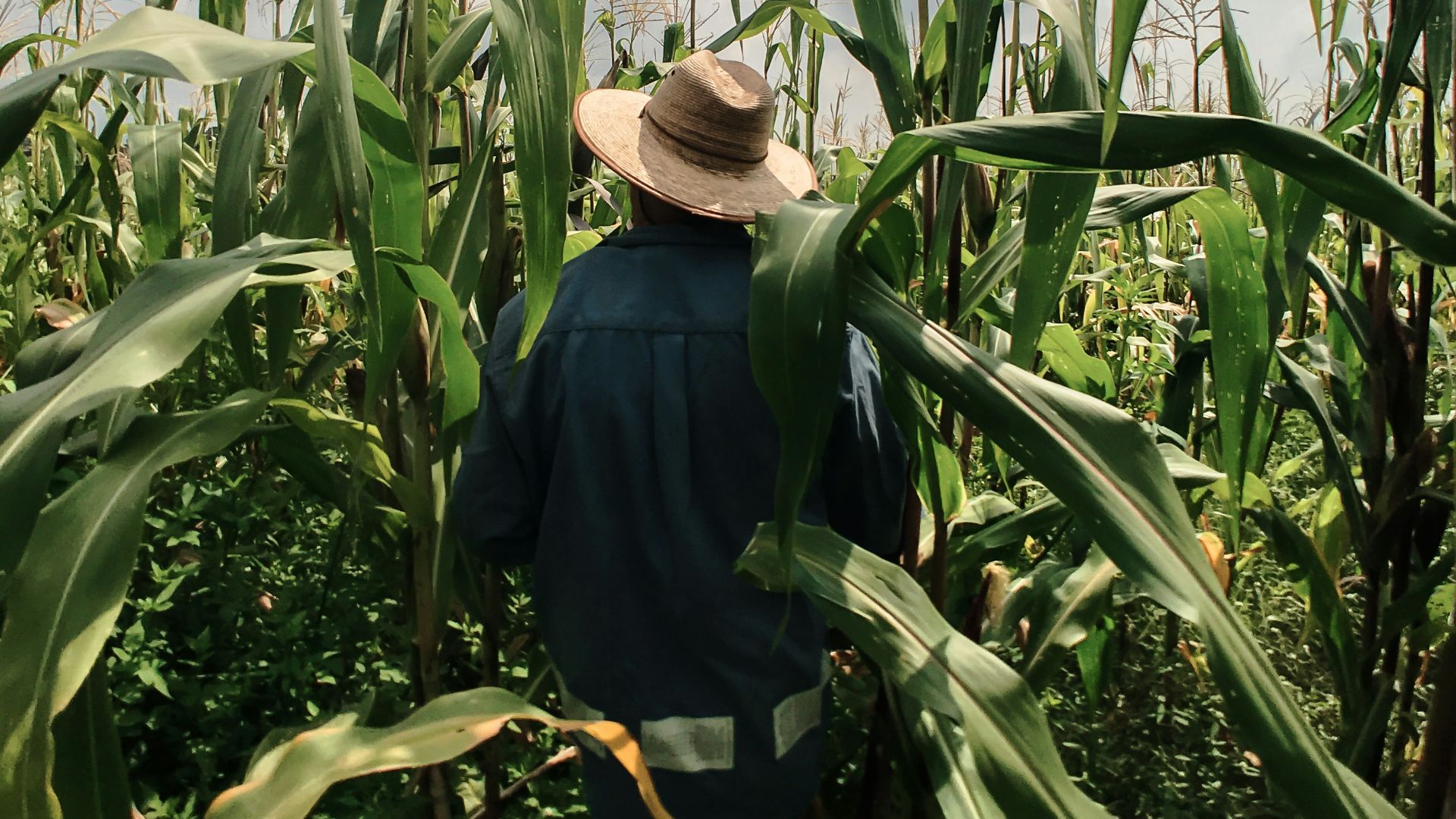 woman in blue long sleeve shirt wearing brown hat standing in corn field during daytime